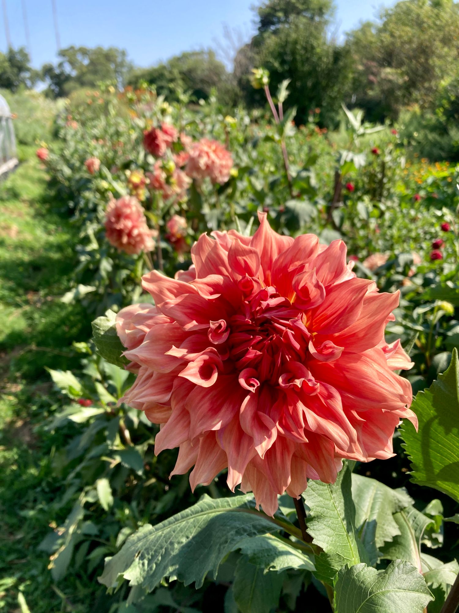 DAHLIA Dinner Plate
