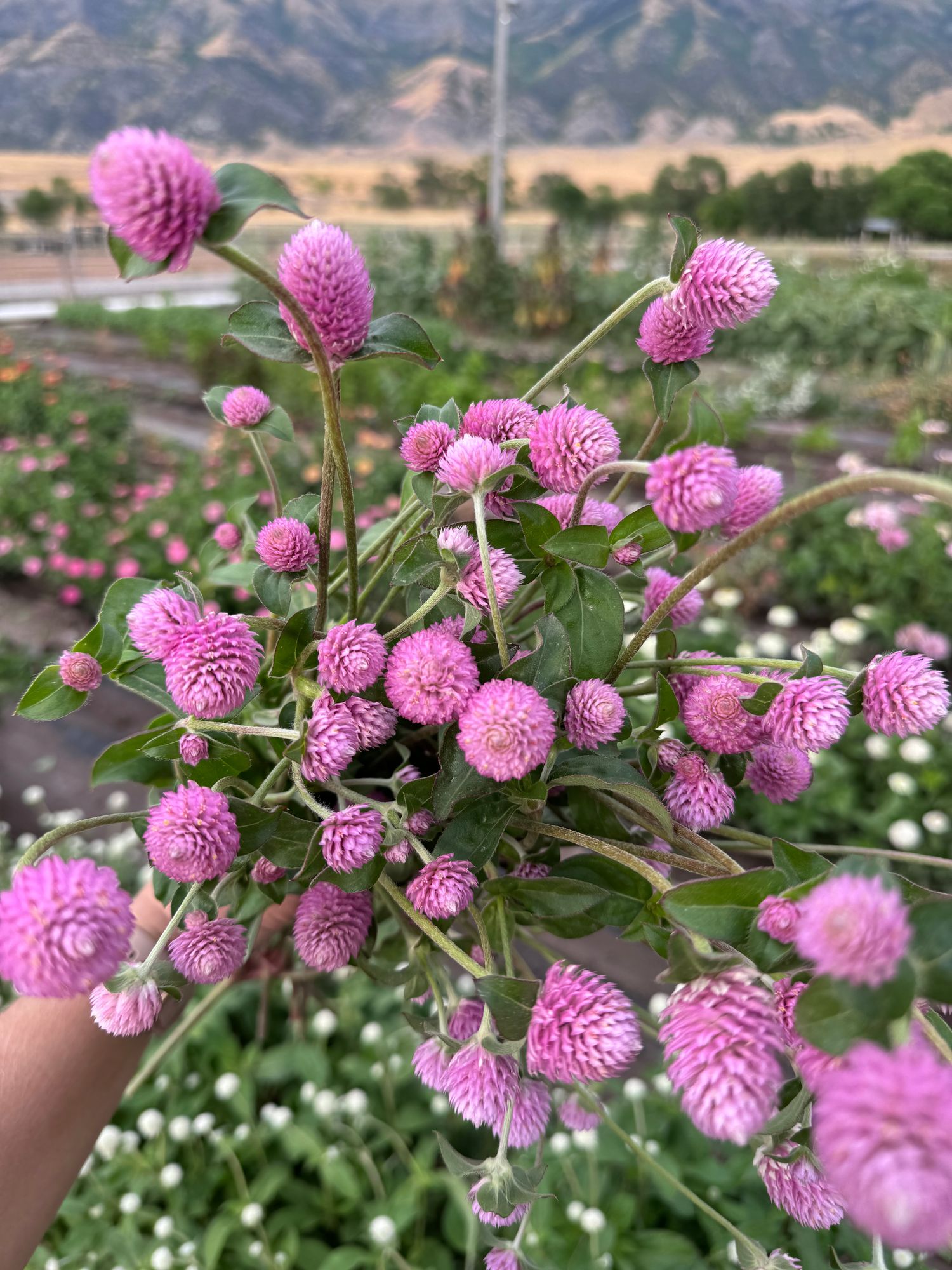 GOMPHRENA globosa Raspberry Cream