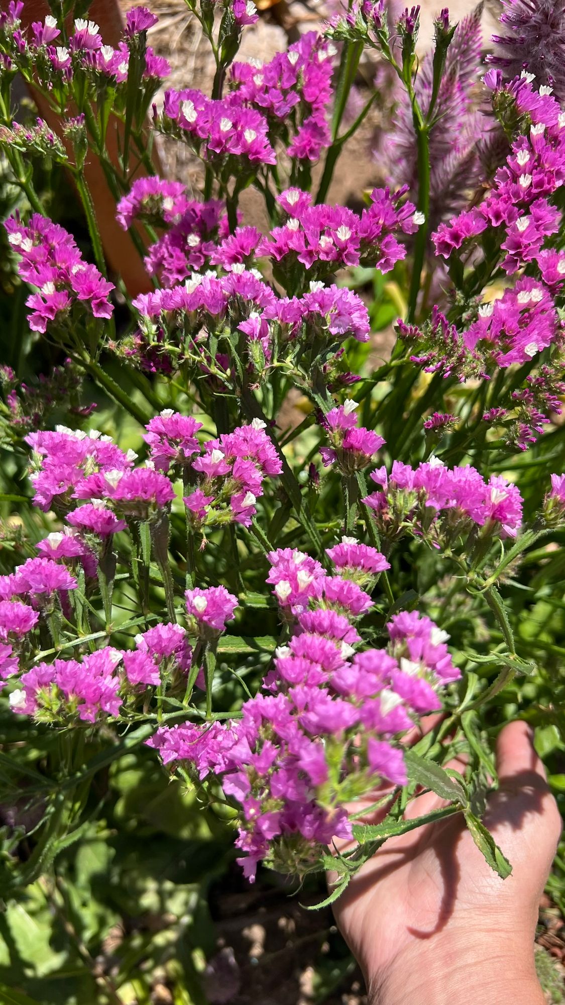 LIMONIUM sinuatum Forever Rose