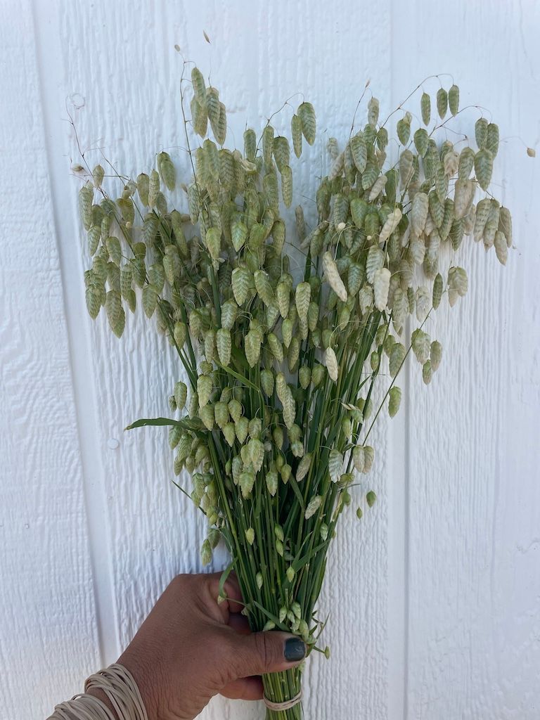 BRIZA maxima