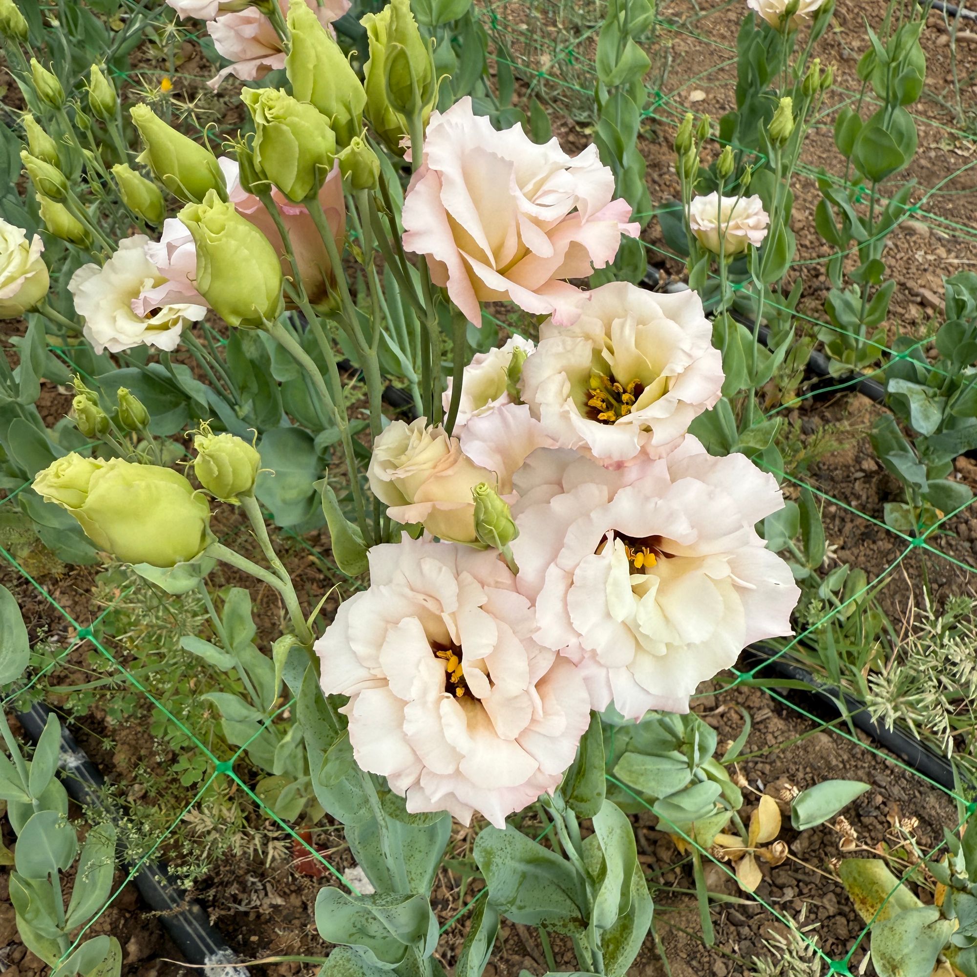 EUSTOMA grandiflorum Celeb Beige Neo