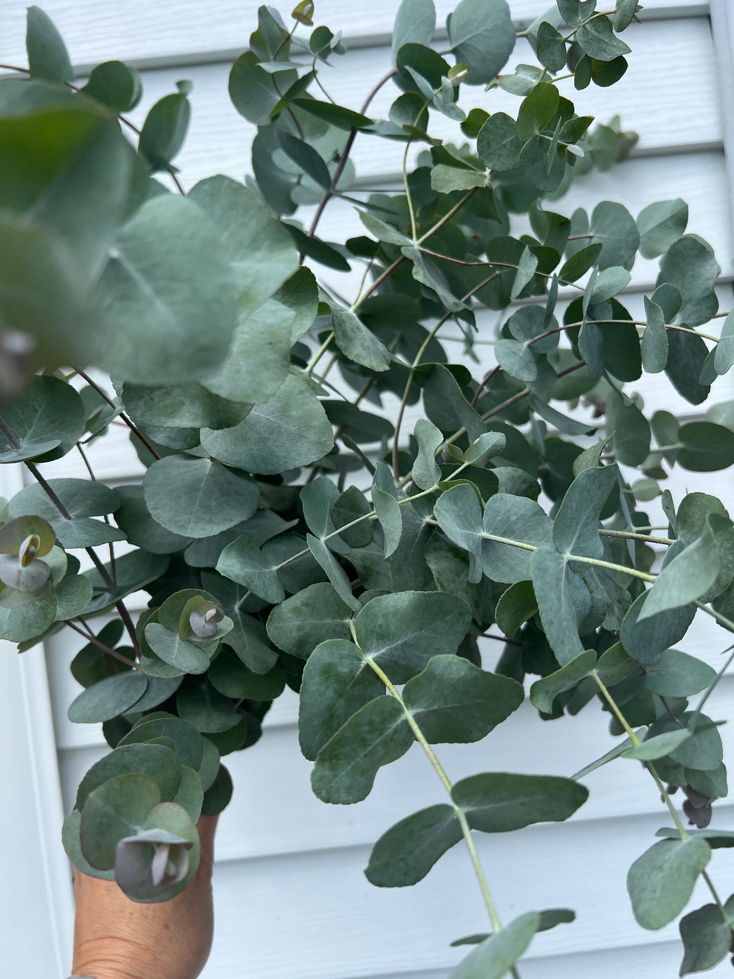EUCALYPTUS cinerea