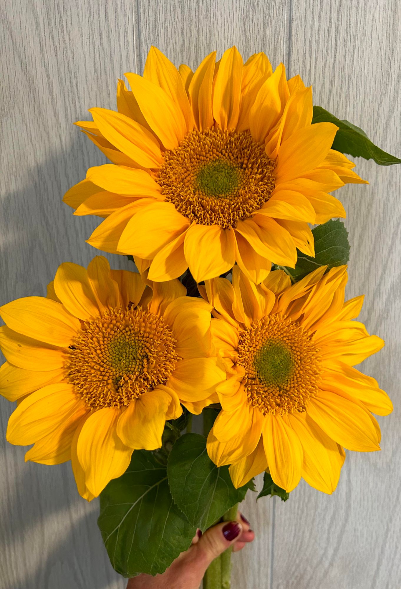 HELIANTHUS