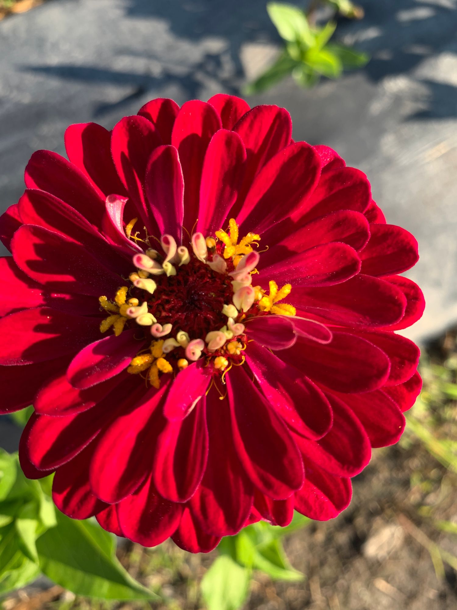 ZINNIA elegans Benarys Giant