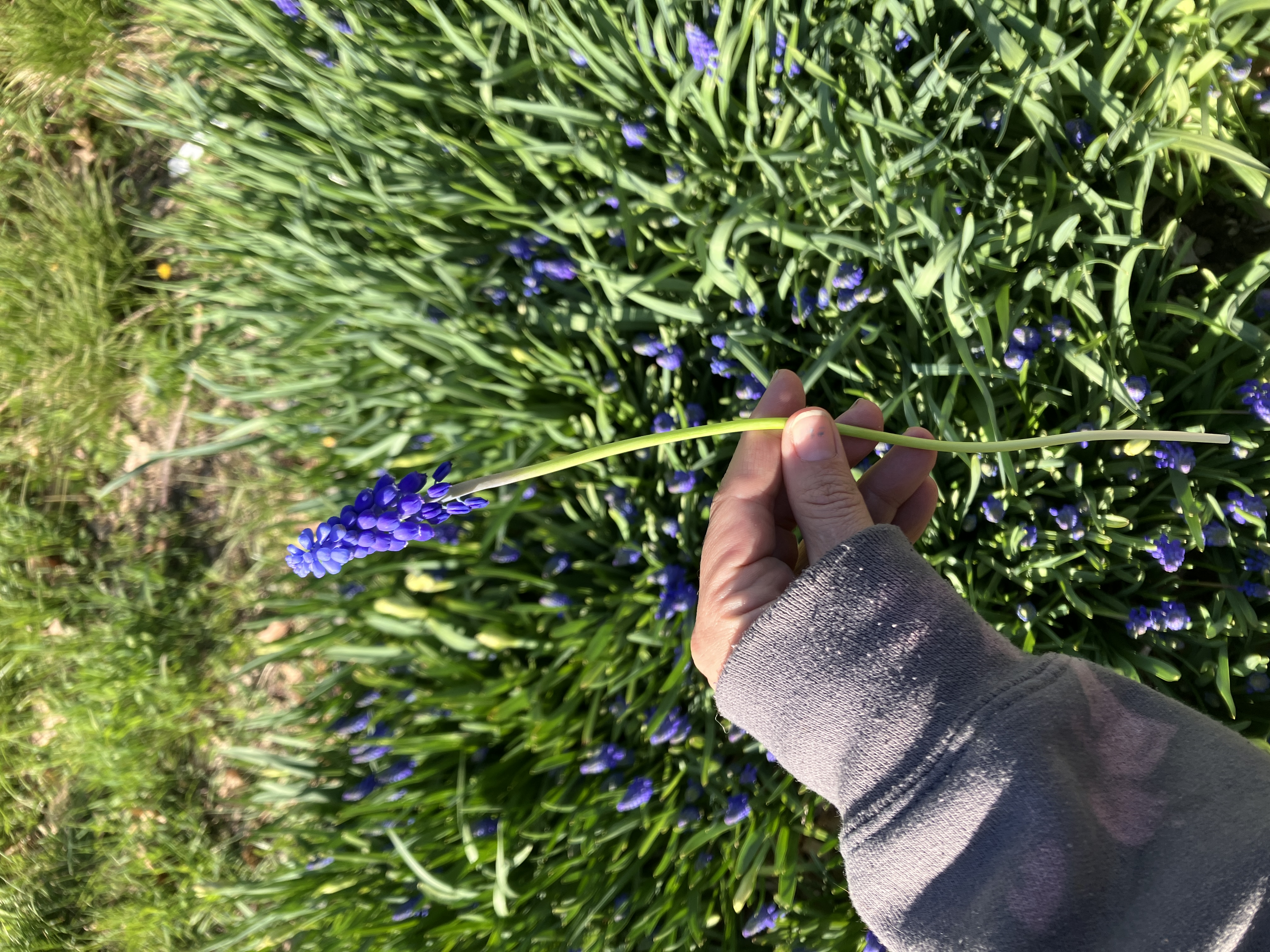 MUSCARI armeniacum