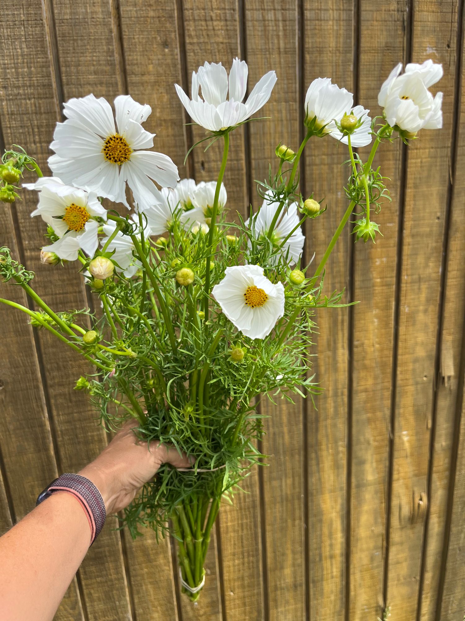 COSMOS bipinnatus Afternoon White