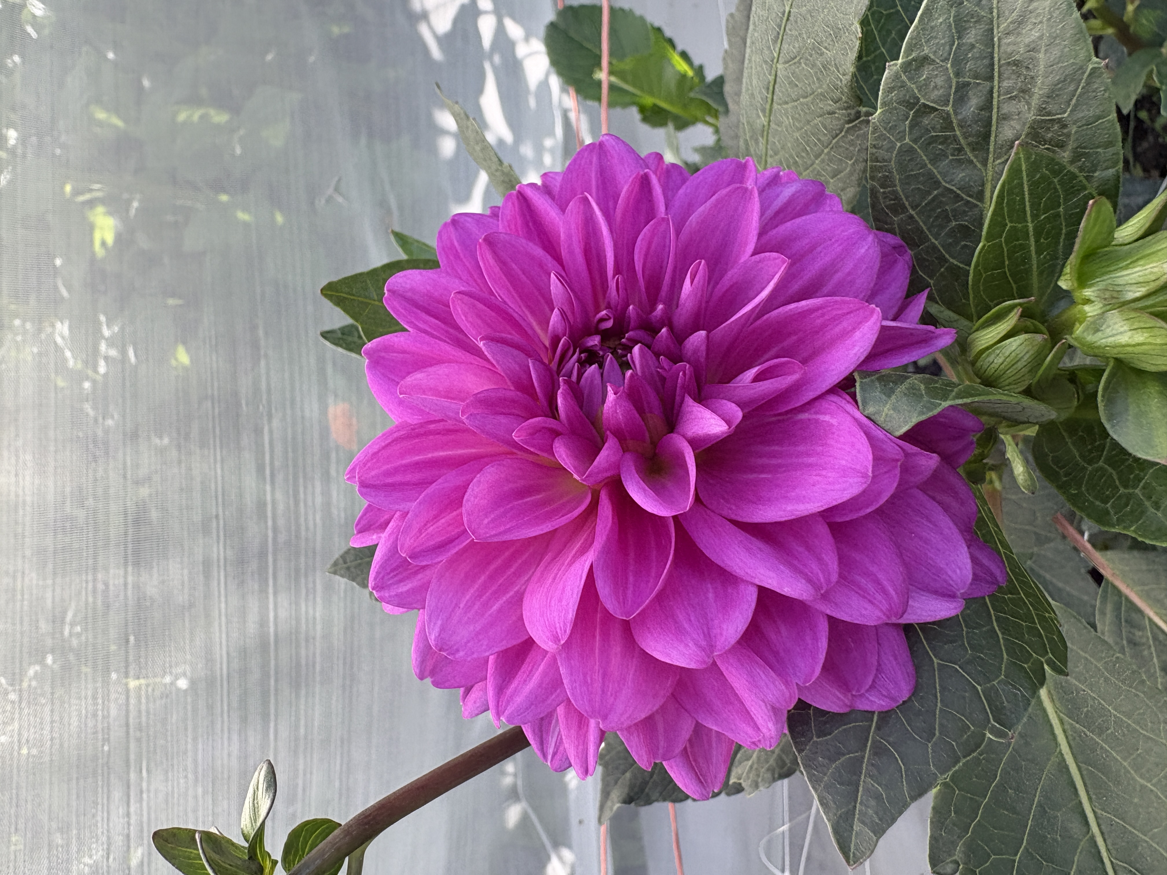 DAHLIA Karma Lagoon