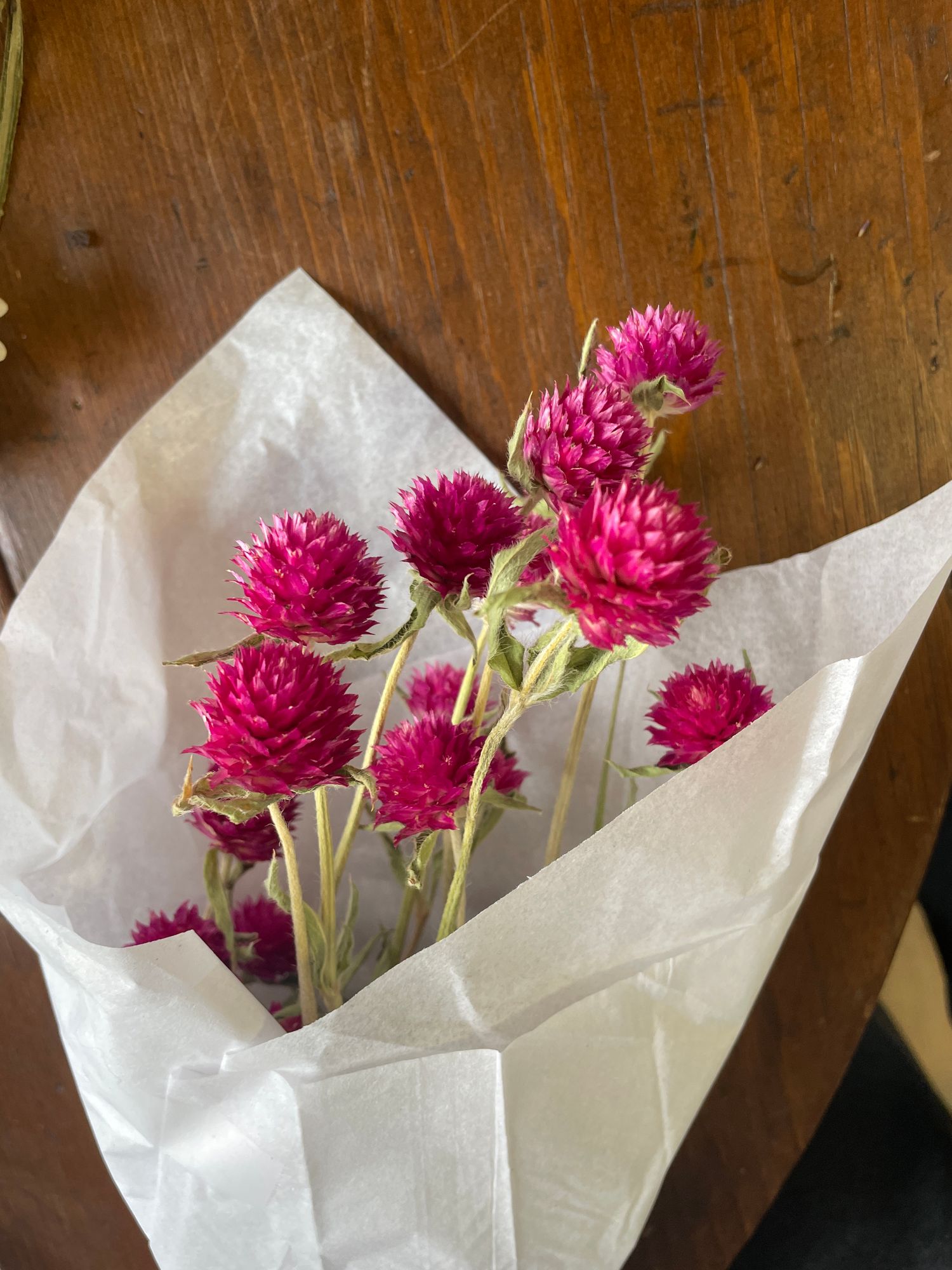 GOMPHRENA haageana QIS Carmine