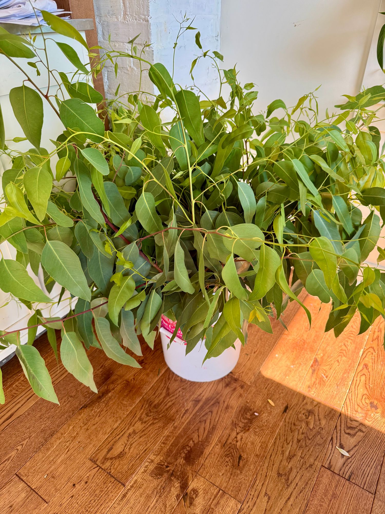 Eucalyptus tereticornis