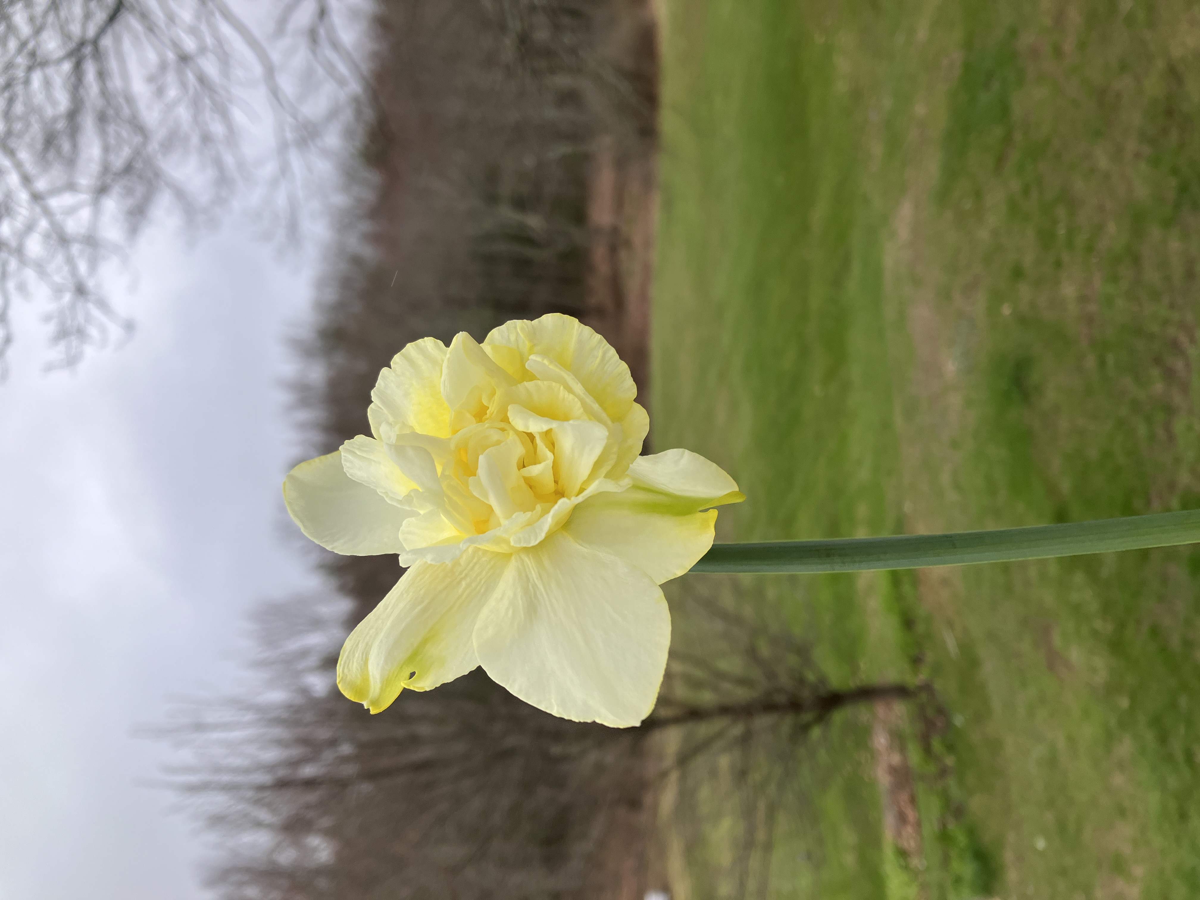 NARCISSUS Obdam