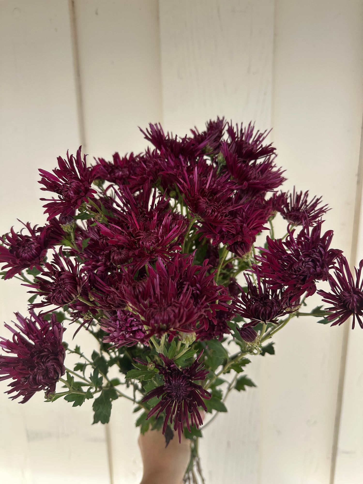 CHRYSANTHEMUM