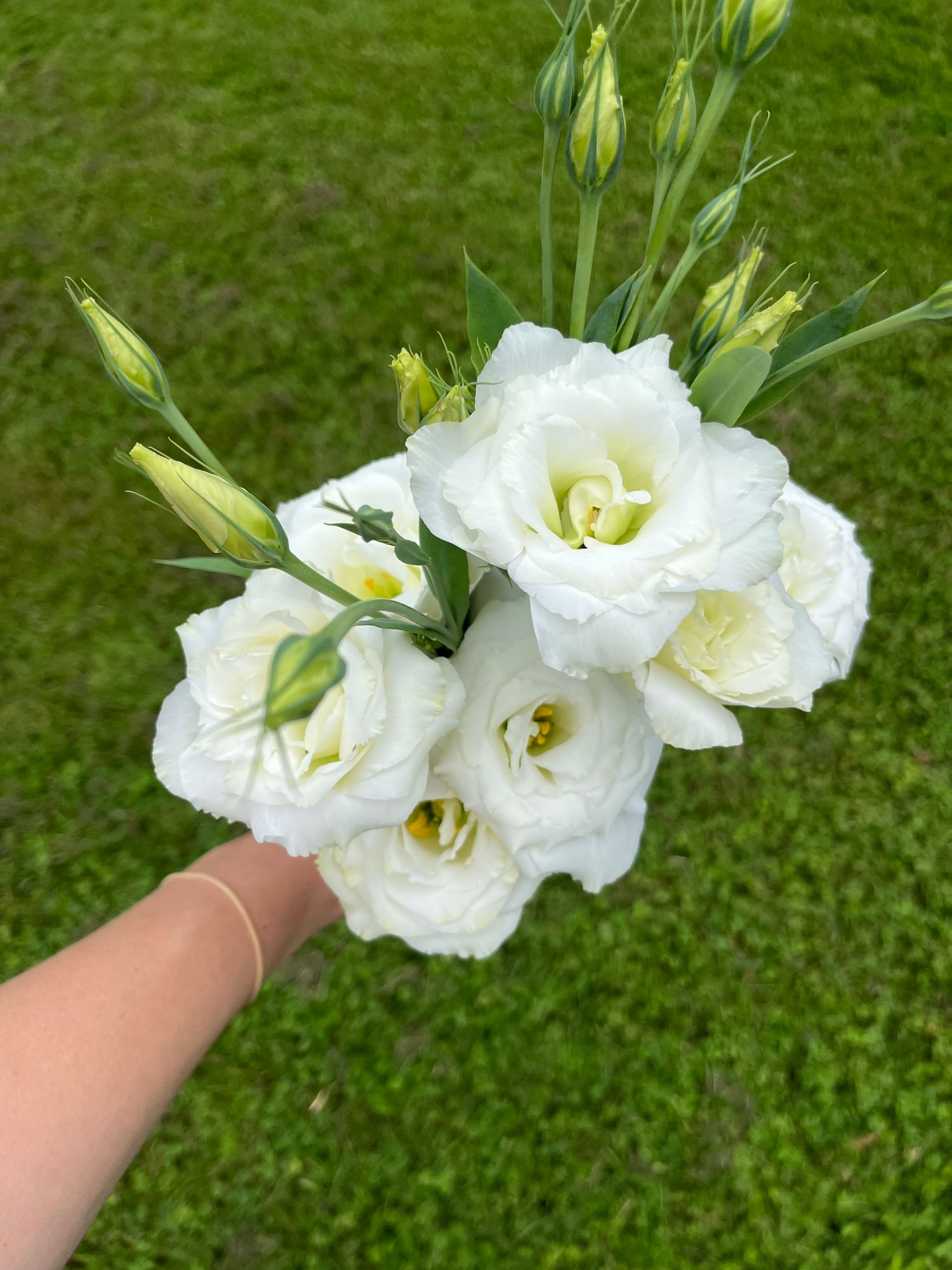 EUSTOMA grandiflorum ABC 1