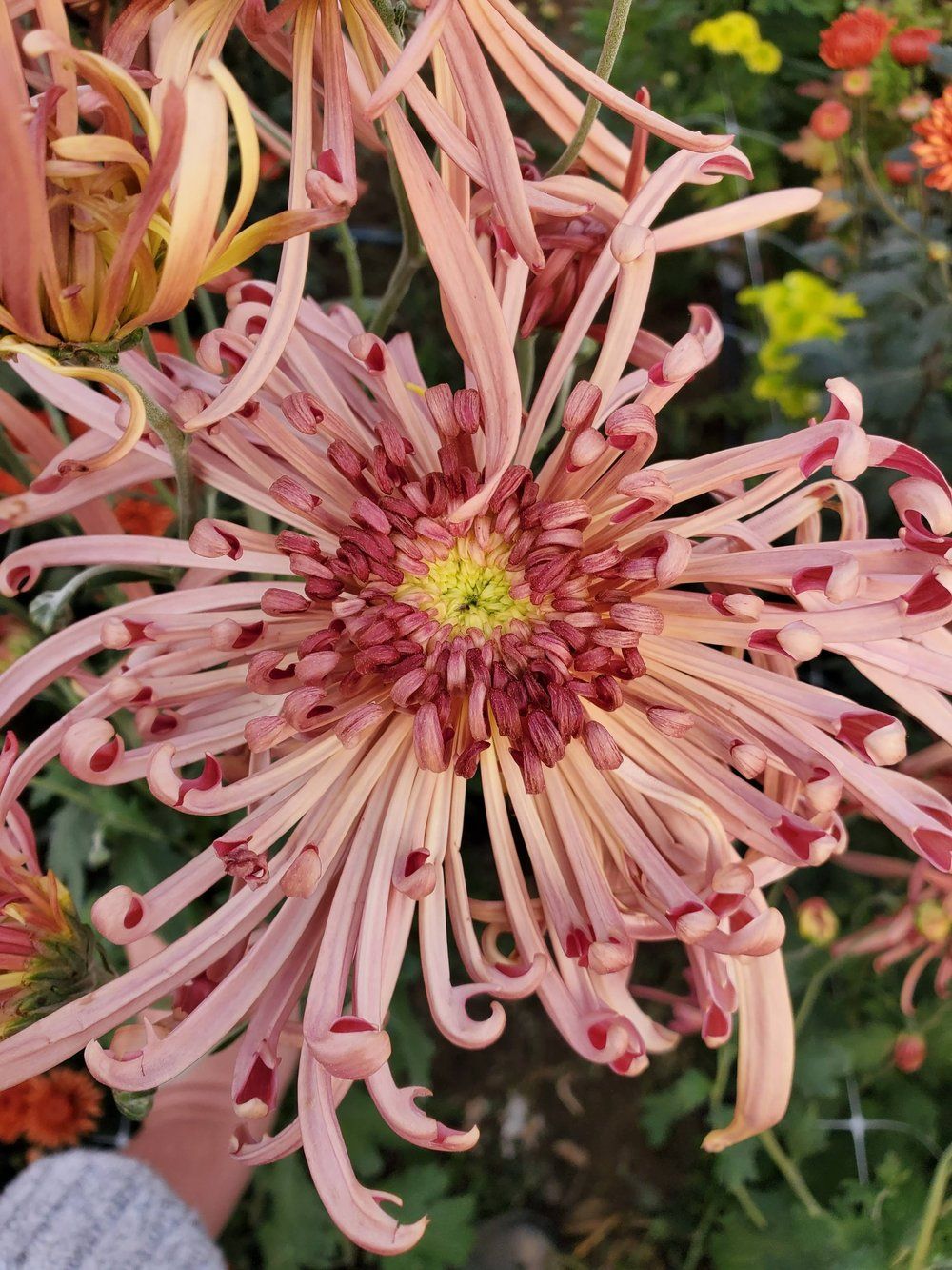 CHRYSANTHEMUM x Mocha