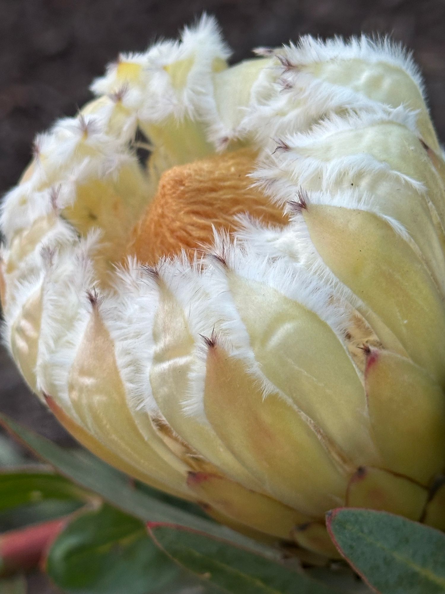 Protea laurifolia white owl