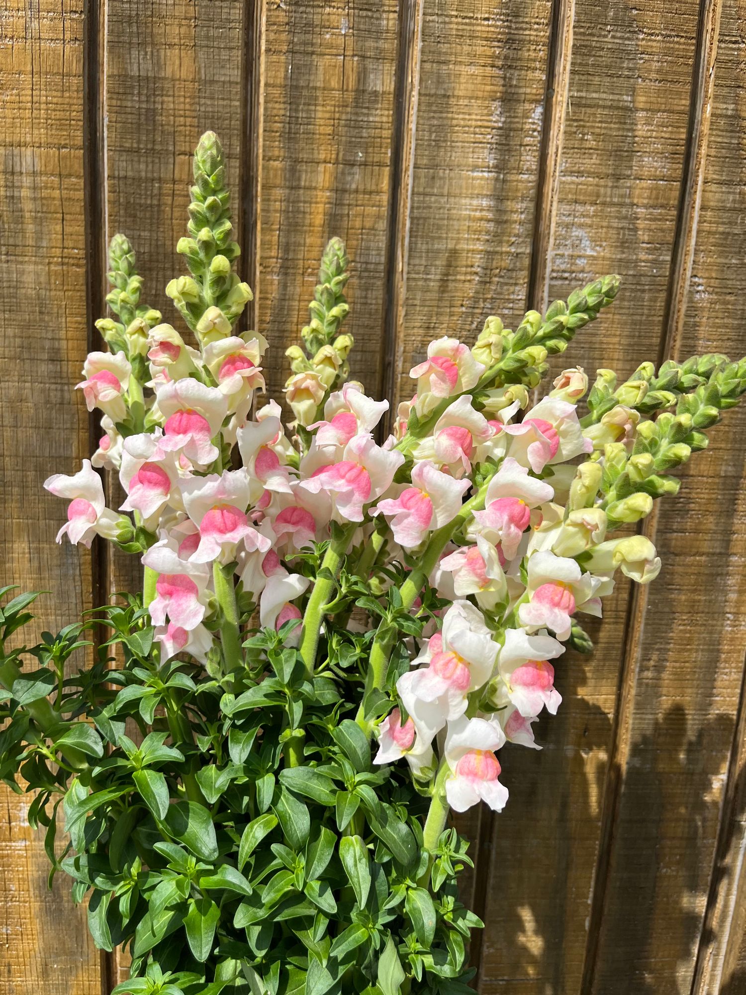 ANTIRRHINUM majus Potomac Appleblossom