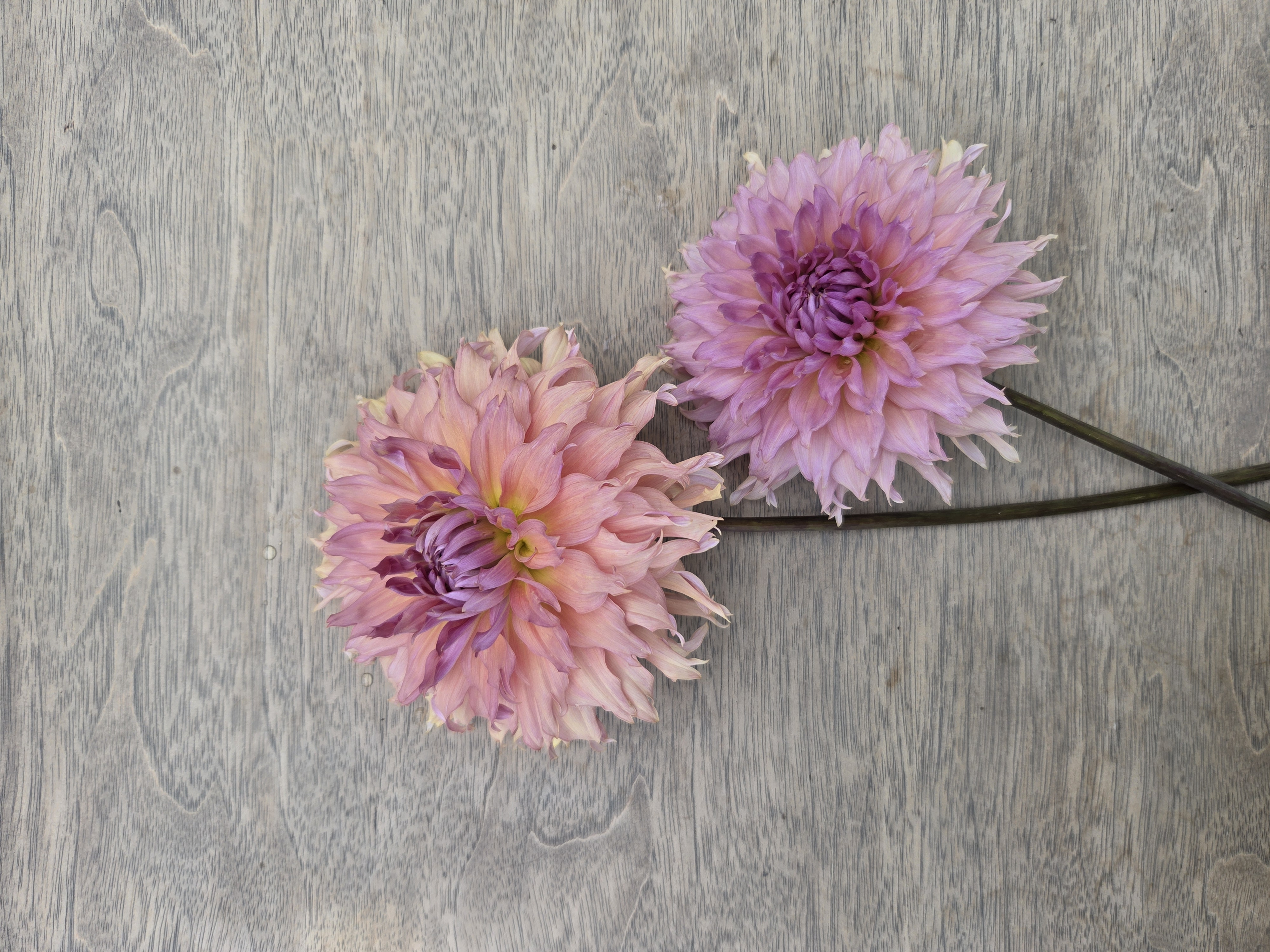 DAHLIA Terracotta