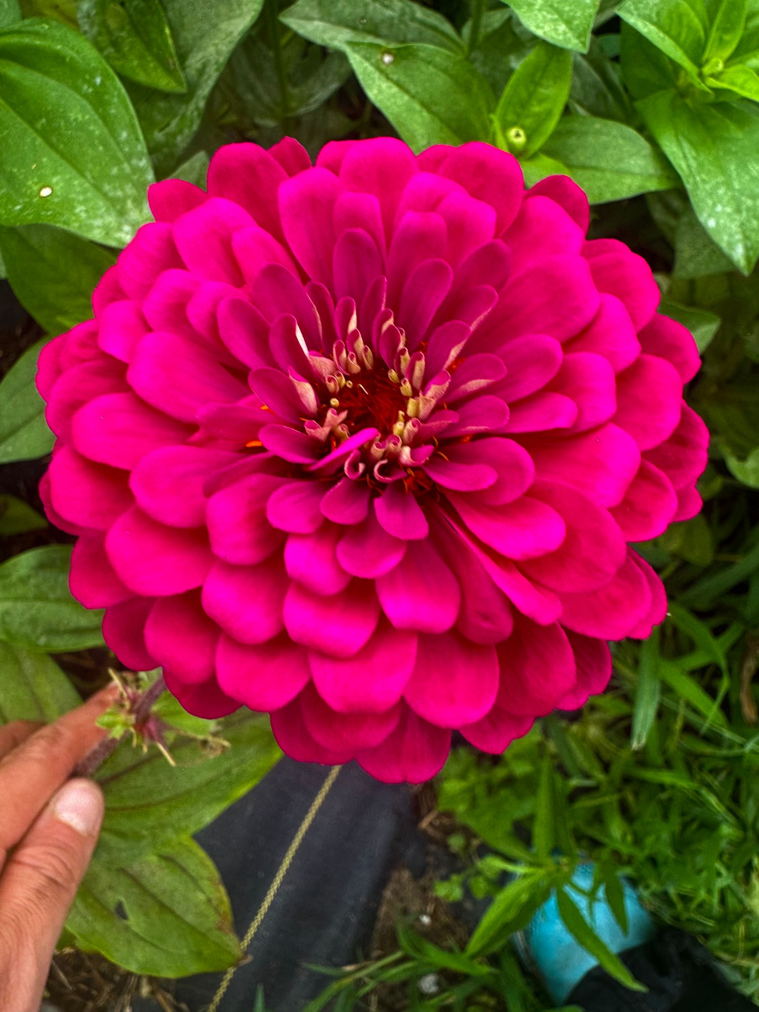 ZINNIA elegans Benarys Giant Wine