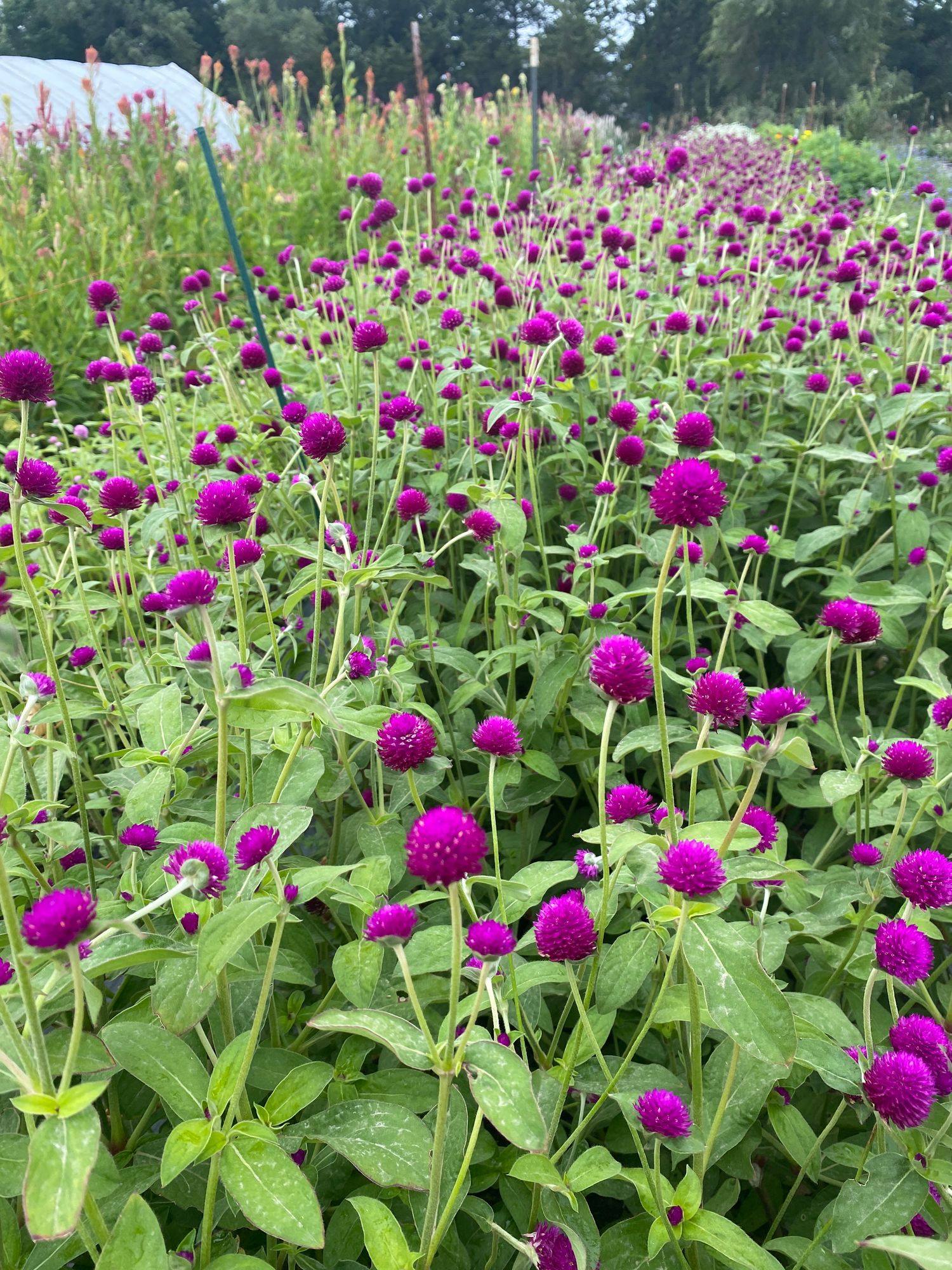 GOMPHRENA globosa Audray