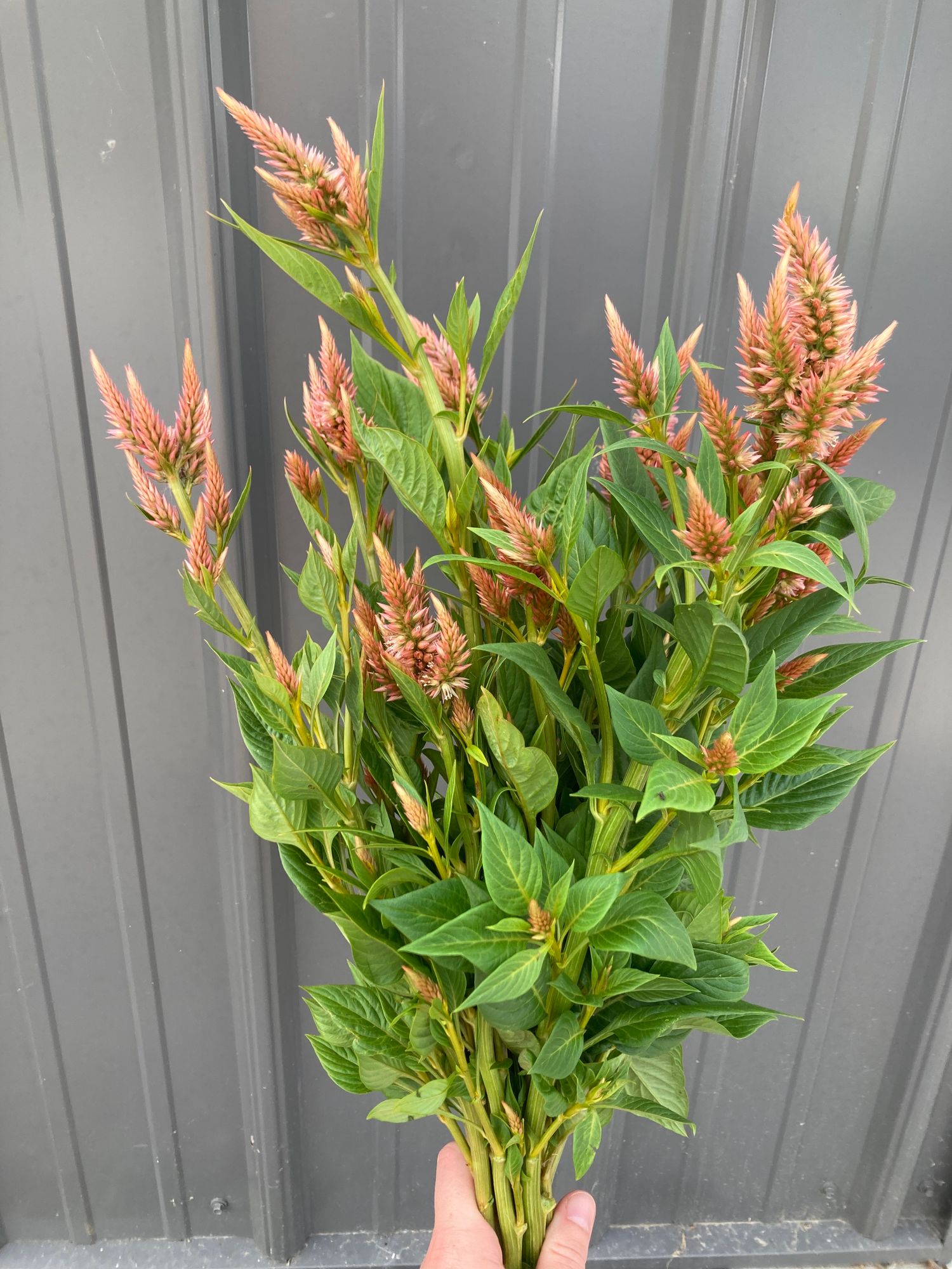 CELOSIA argentea spicata Celway Terracotta