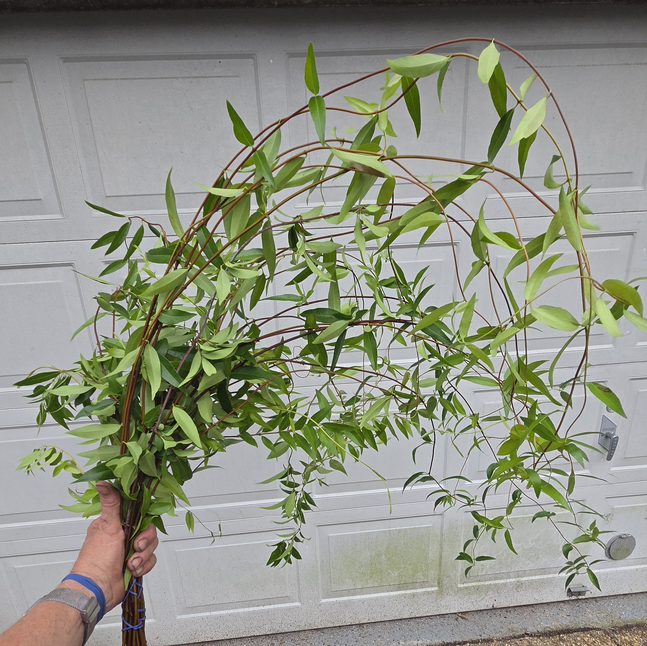 GELSEMIUM sempervirens