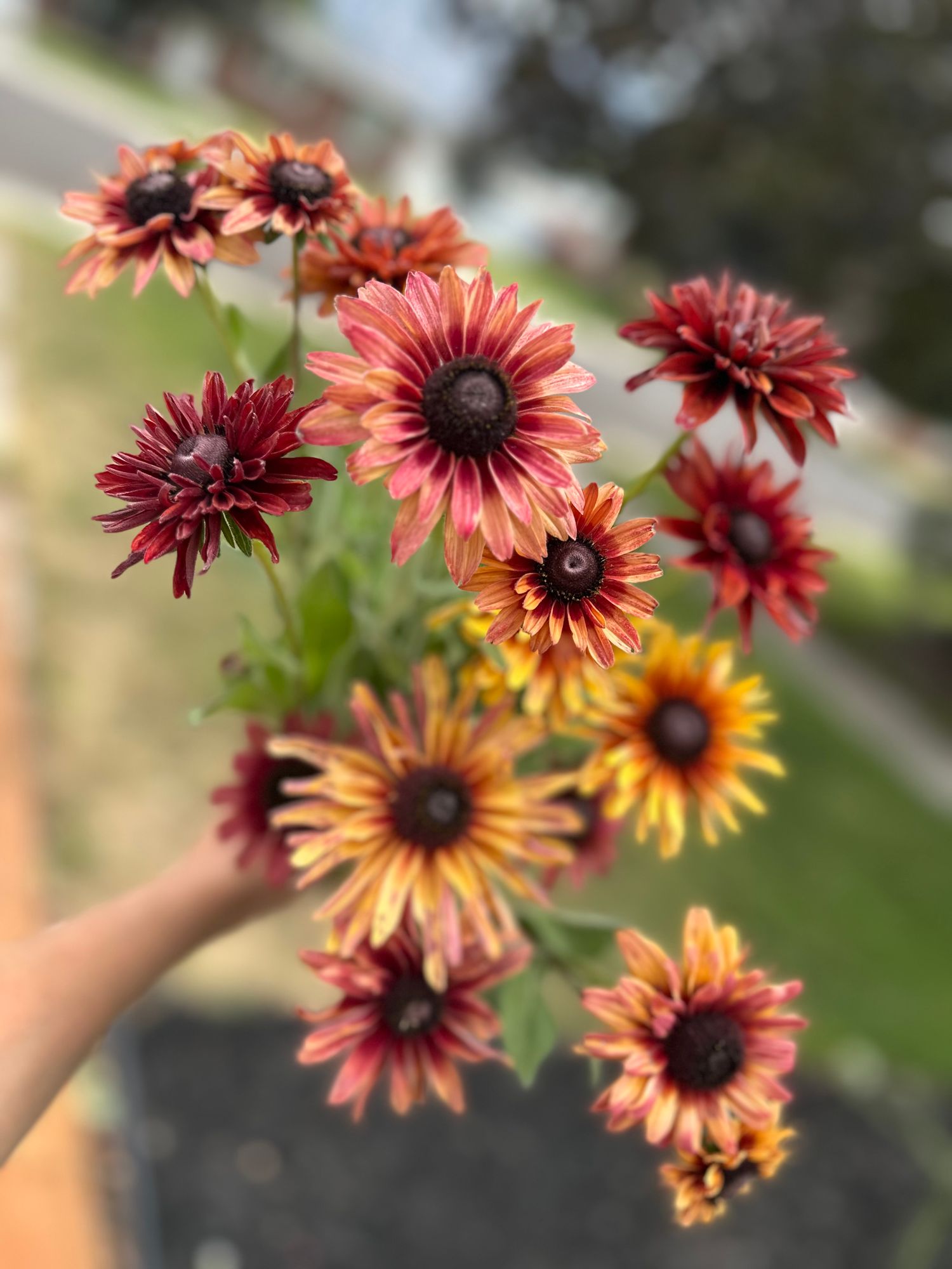 RUDBECKIA hirta Sahara