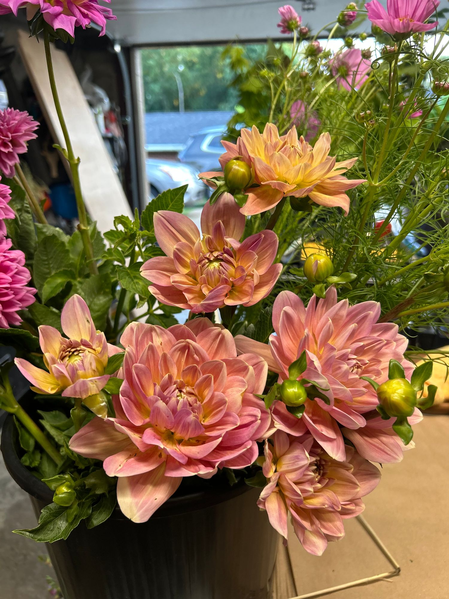 DAHLIA Waterlily (gen. classif.)