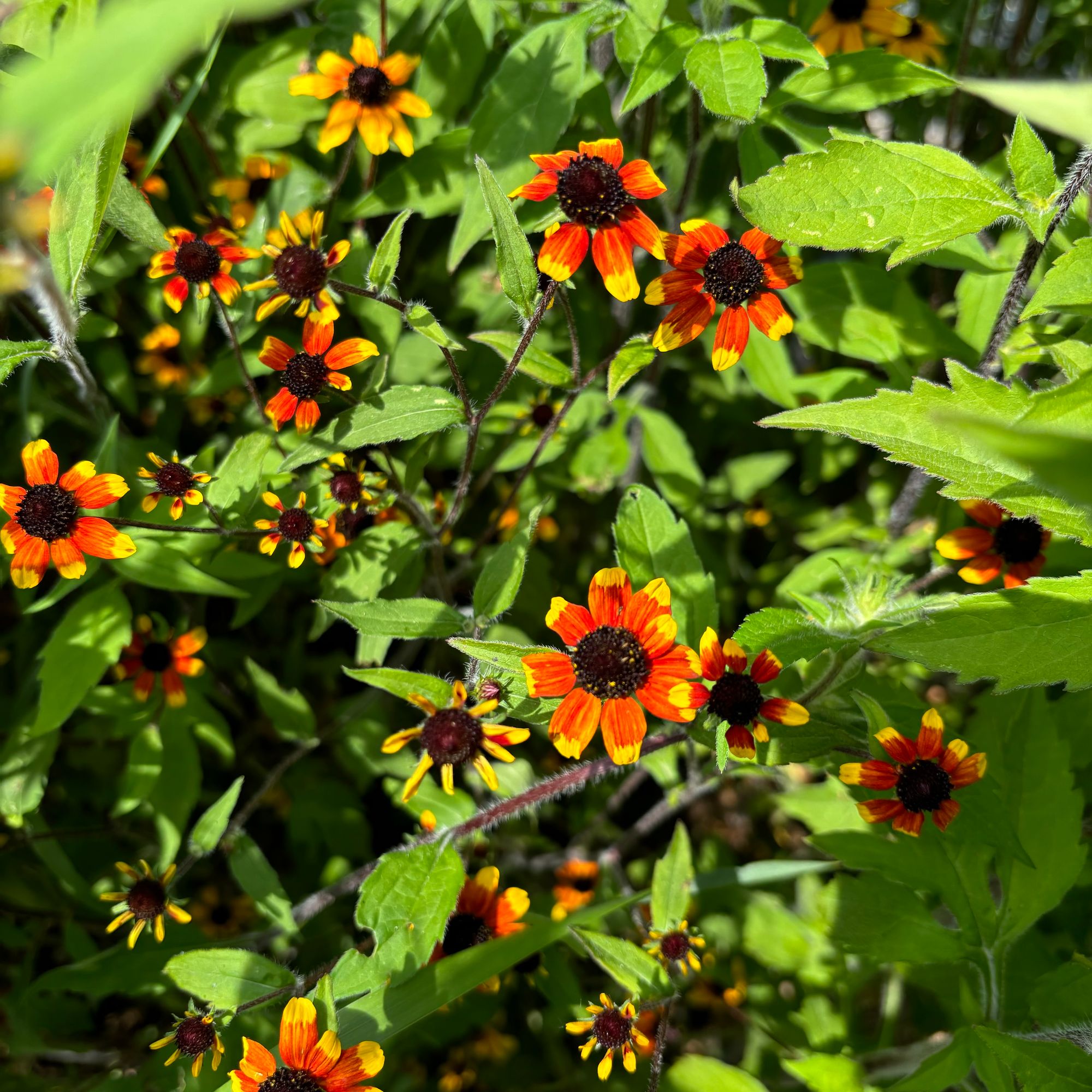 RUDBECKIA triloba Prairie Glow