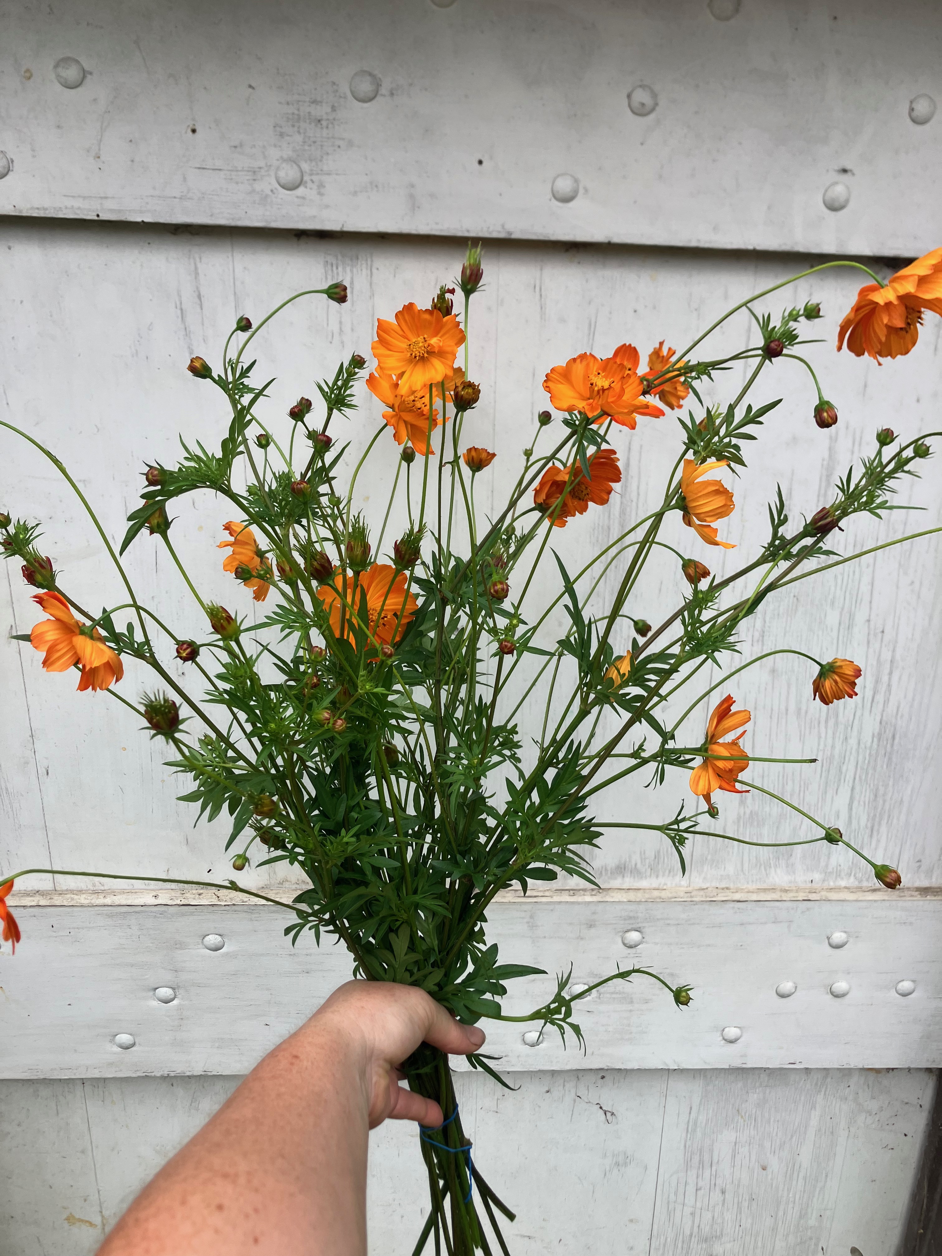 COSMOS sulphureus Tango