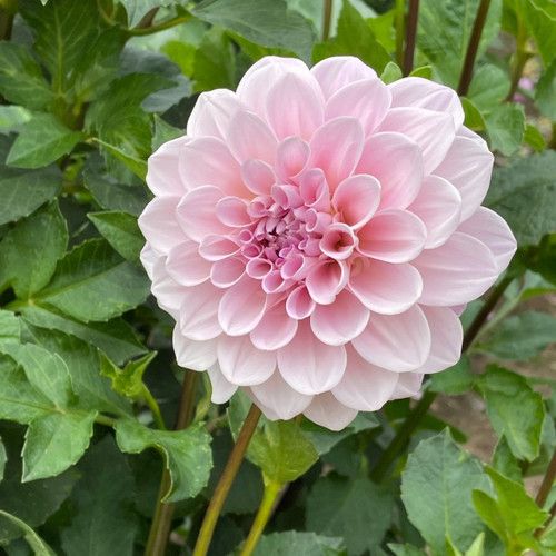 DAHLIA Sweet Nathalie