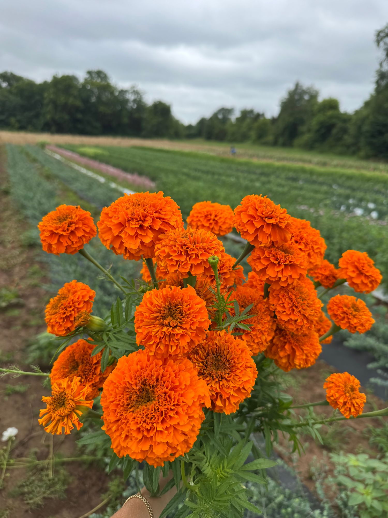 TAGETES erecta