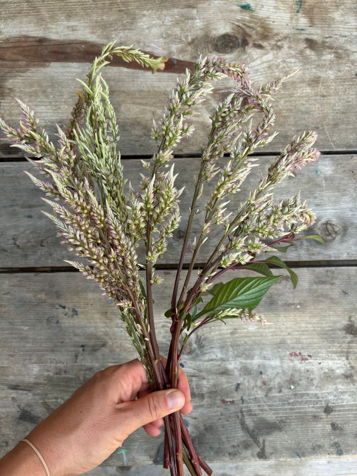 CELOSIA argentea var. plumosa Rose Gold