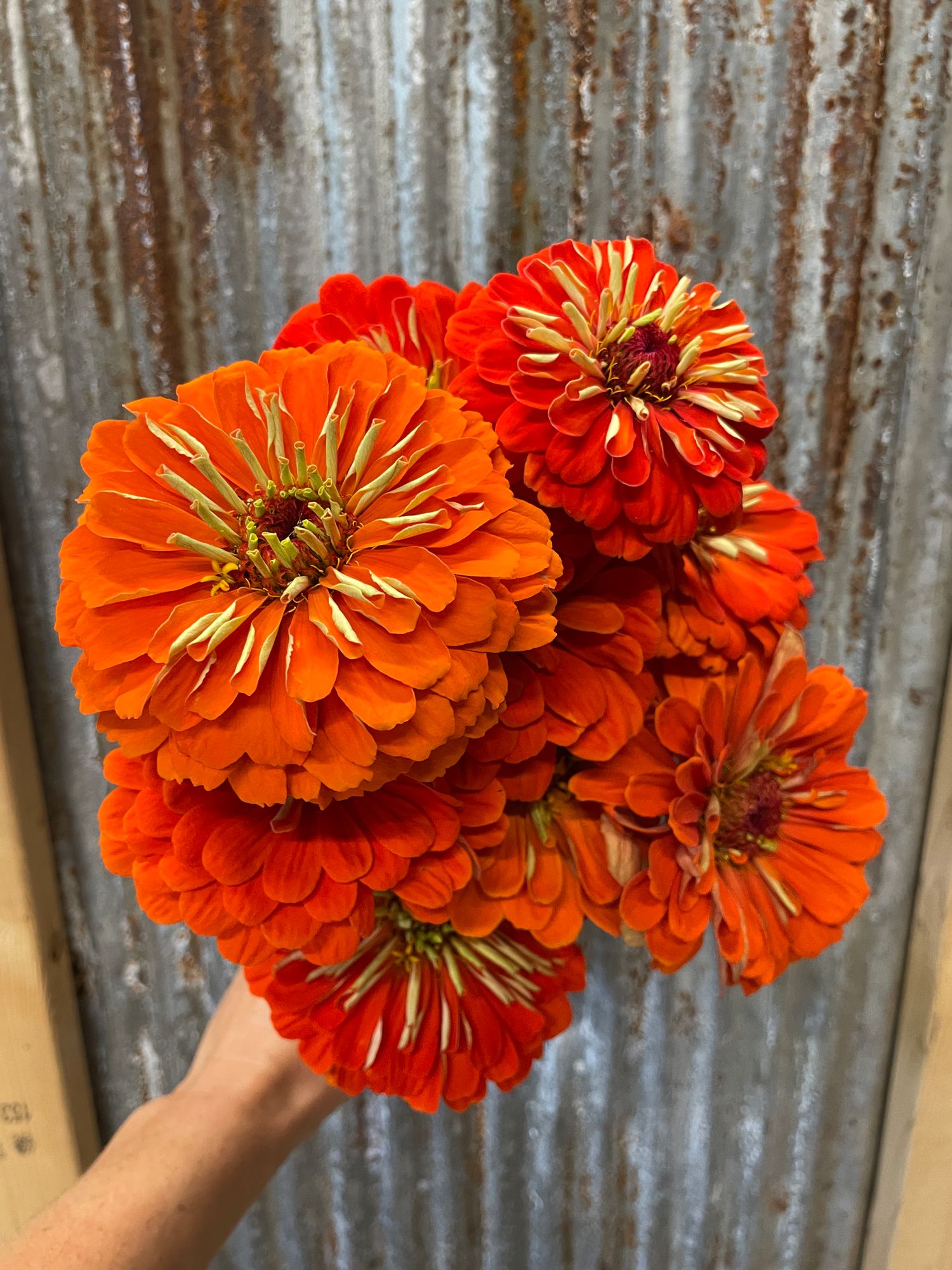 ZINNIA elegans Benarys Giant