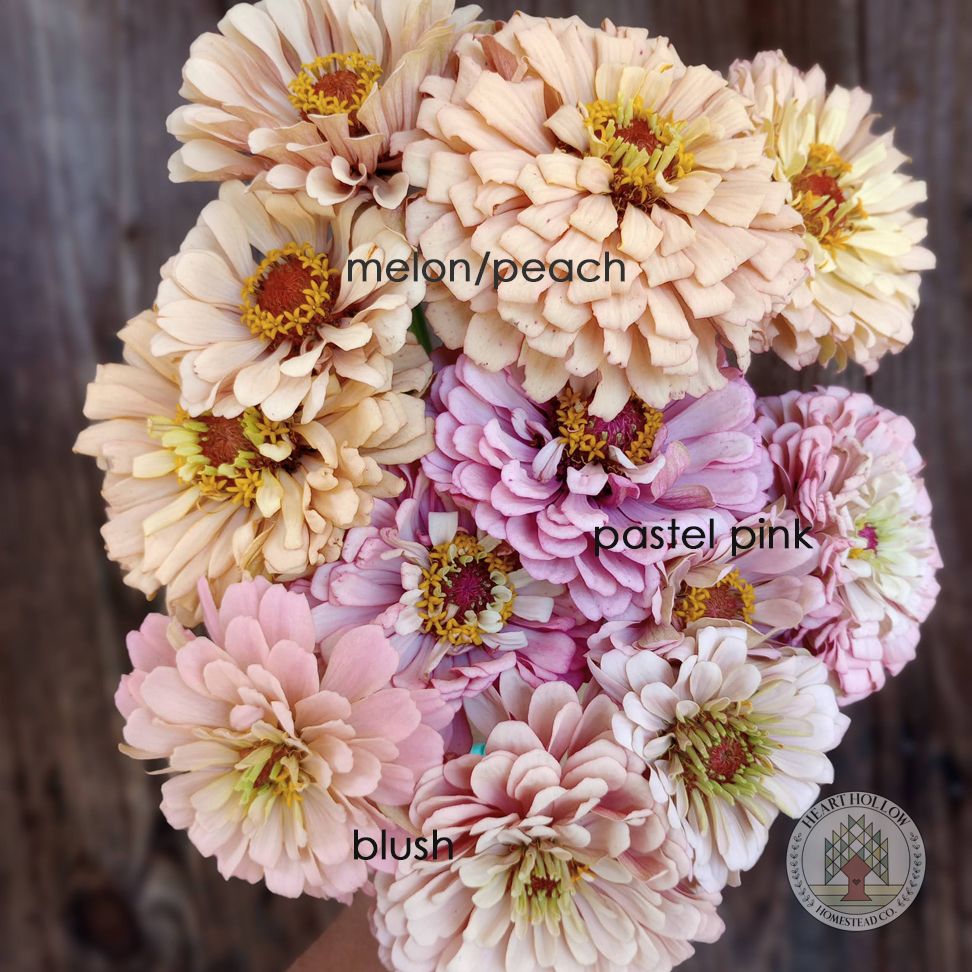 ZINNIA