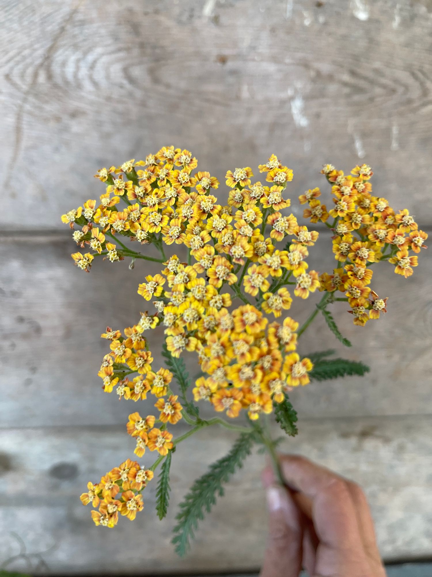 ACHILLEA millefolium Terracotta