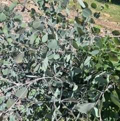 EUCALYPTUS polyanthemos