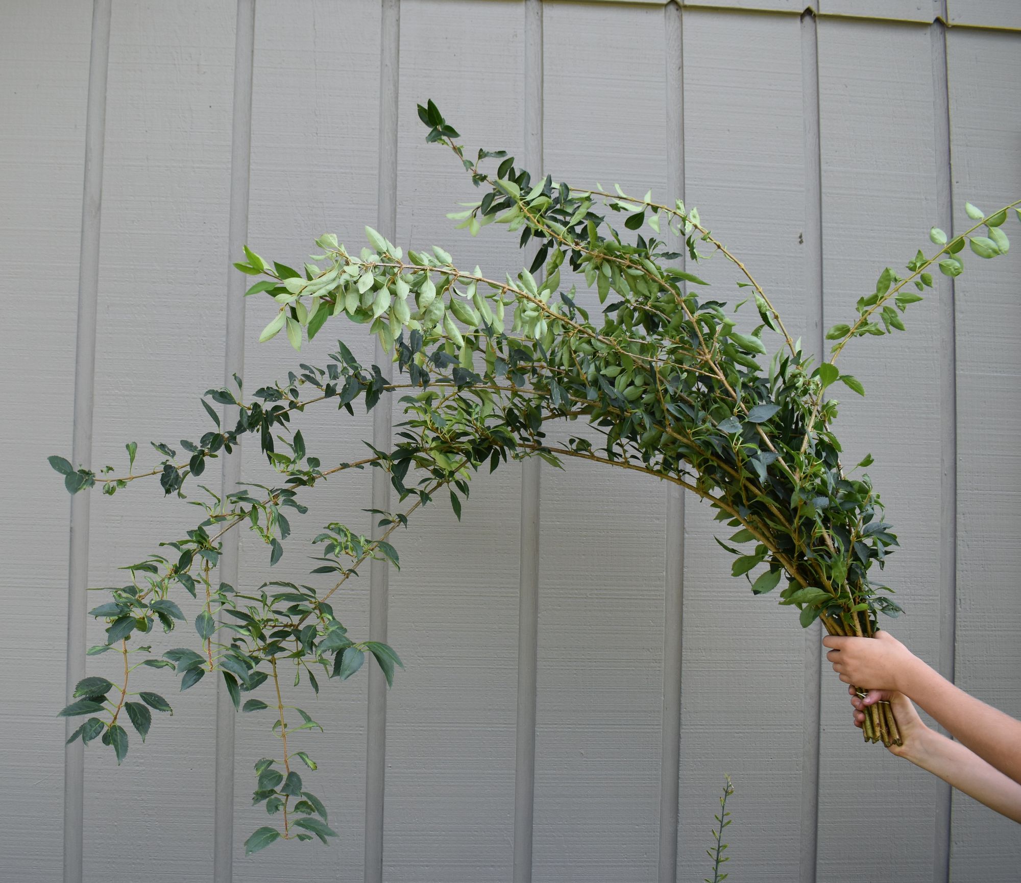 FORSYTHIA x intermedia Lynwood Gold