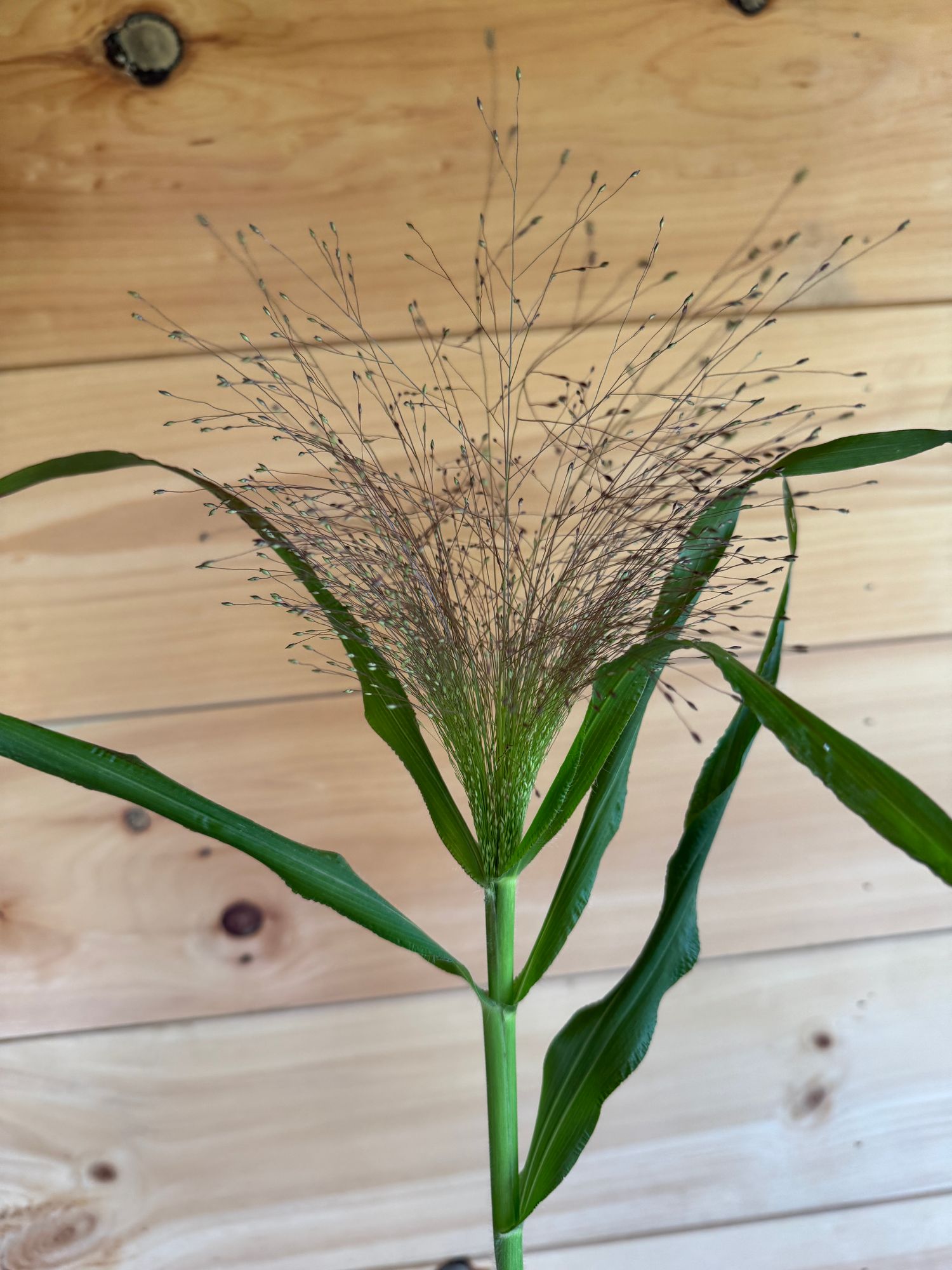 PANICUM elegans