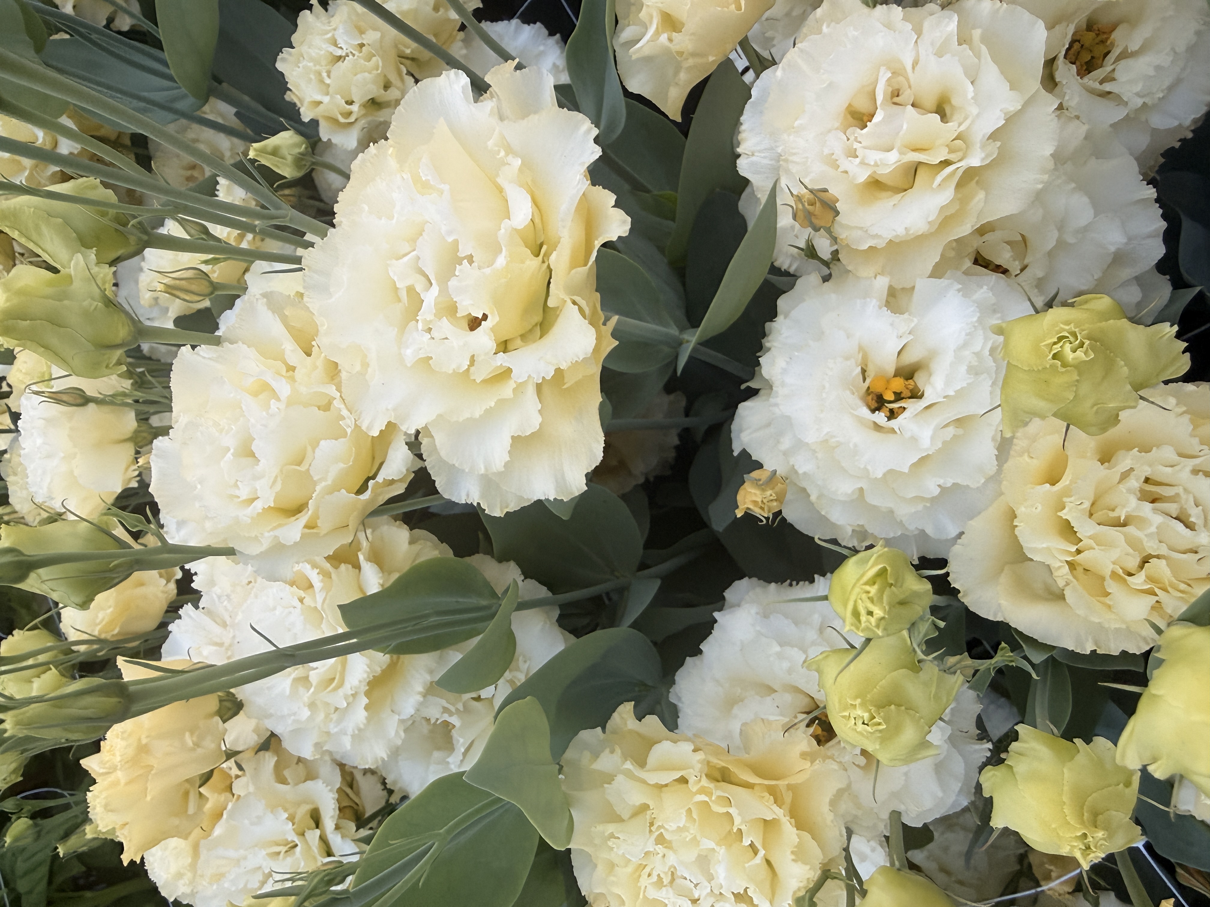 EUSTOMA grandiflorum Voyage