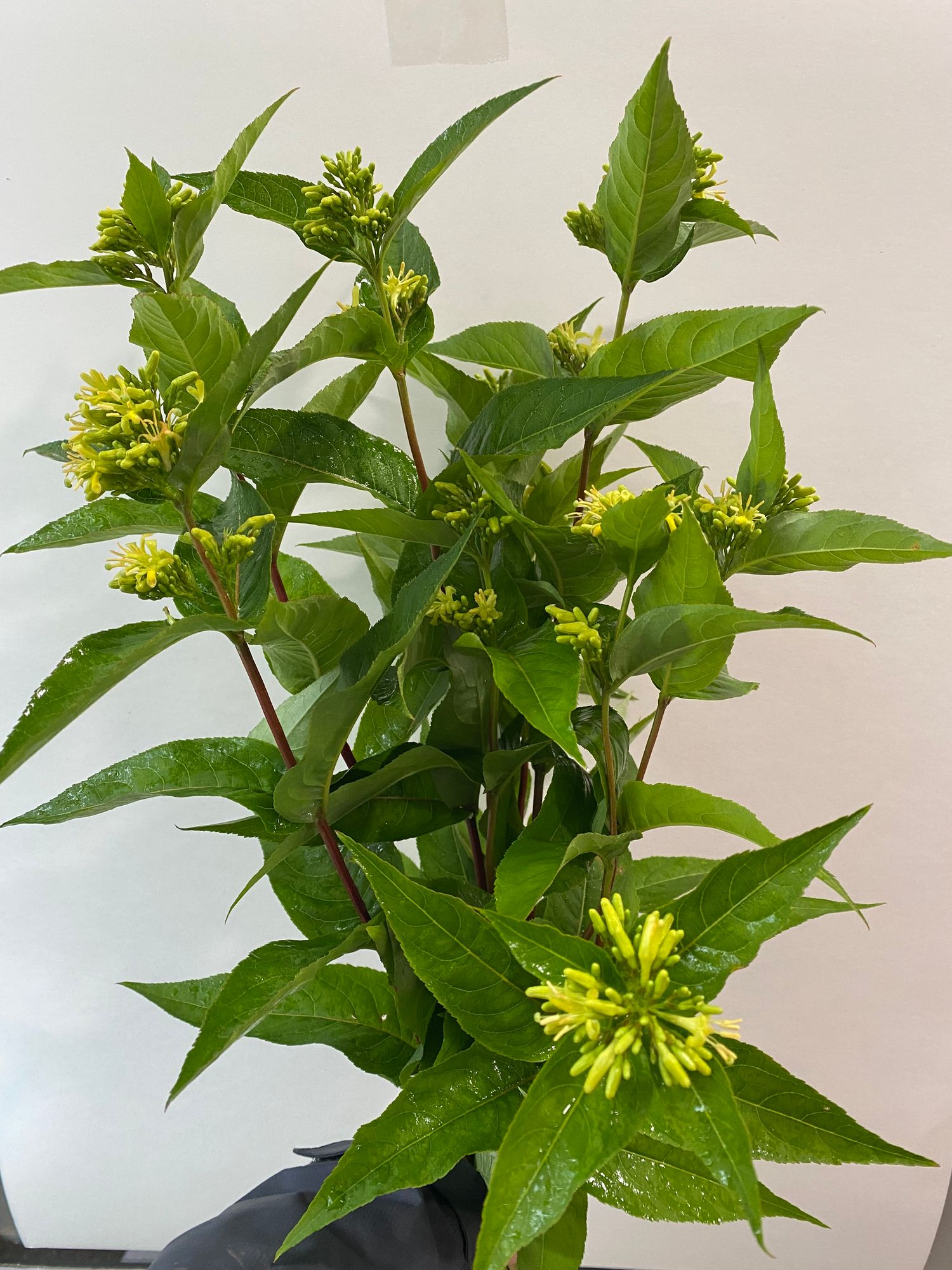 DIERVILLA lonicera