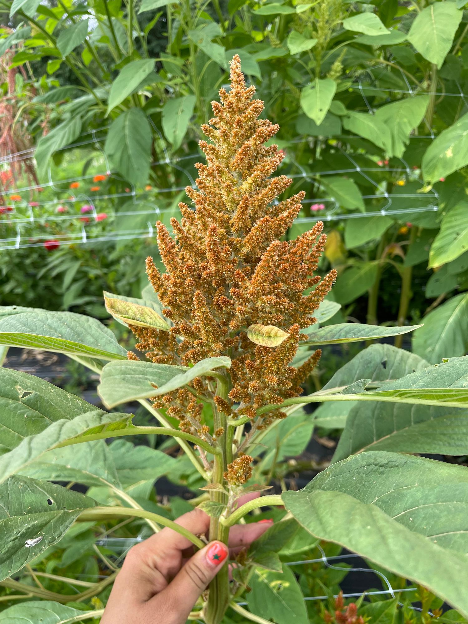 AMARANTHUS cruentus Hot Biscuits