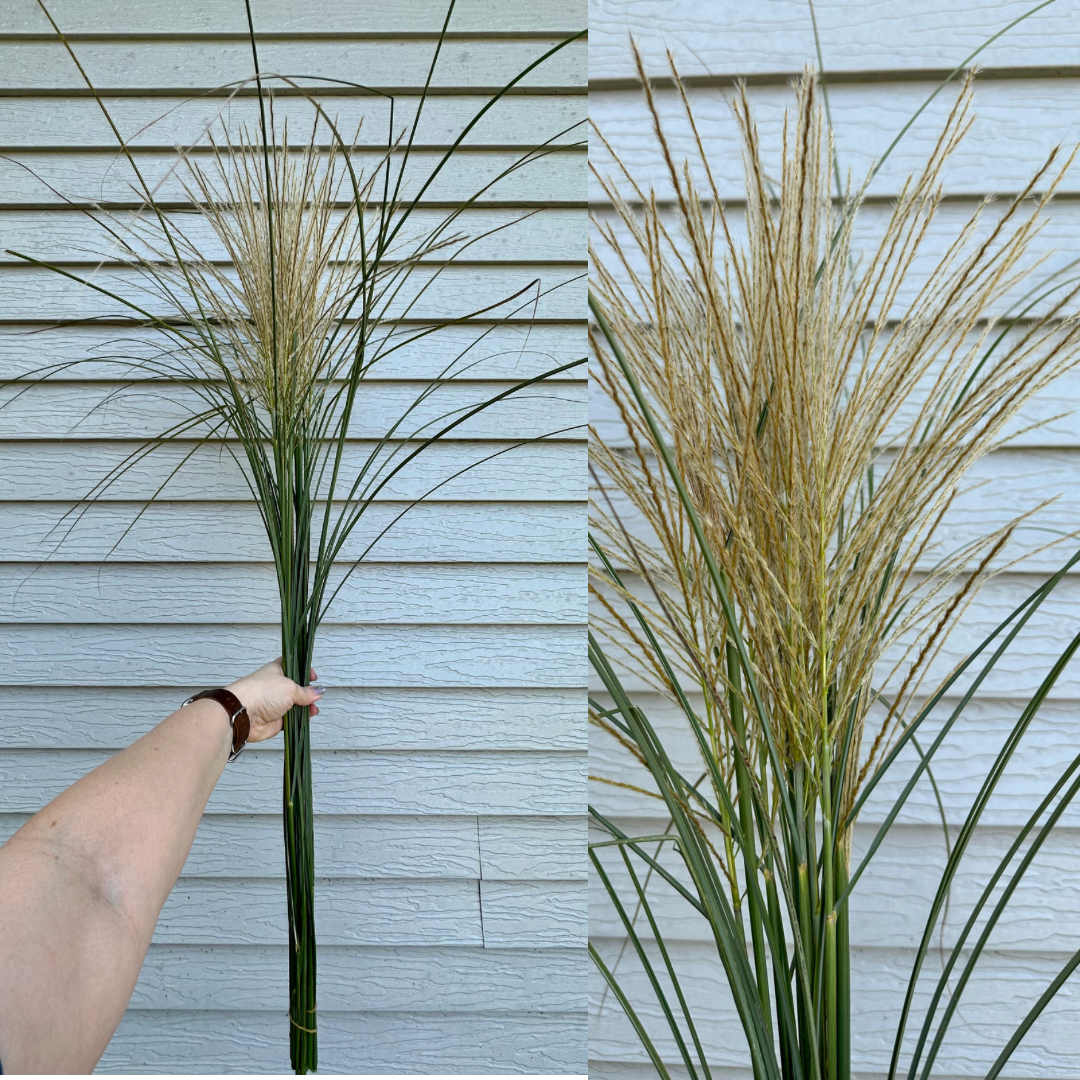 MISCANTHUS sinensis Morning Light