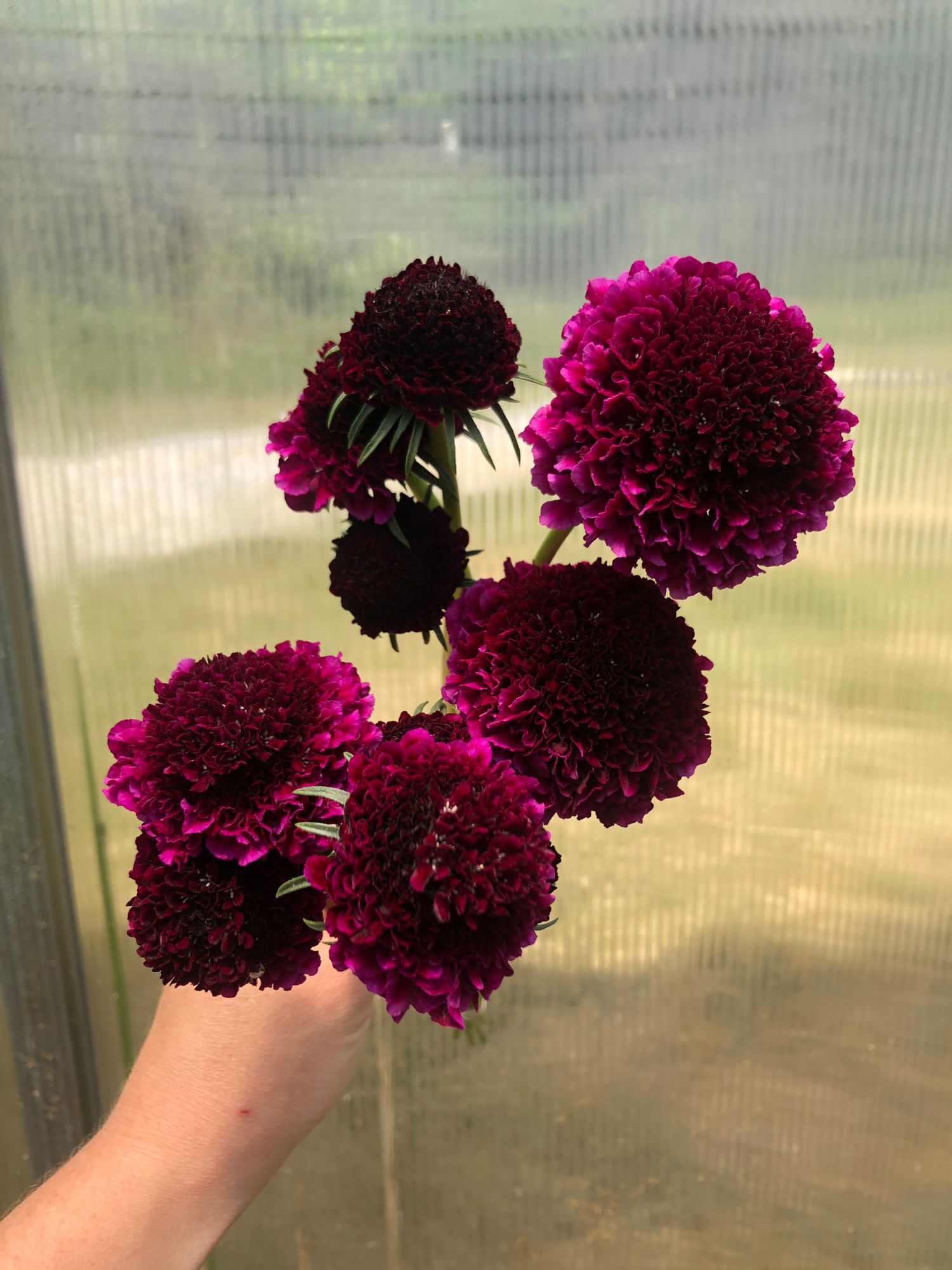 SCABIOSA atropurpurea x caucasica Scoop Red Velvet