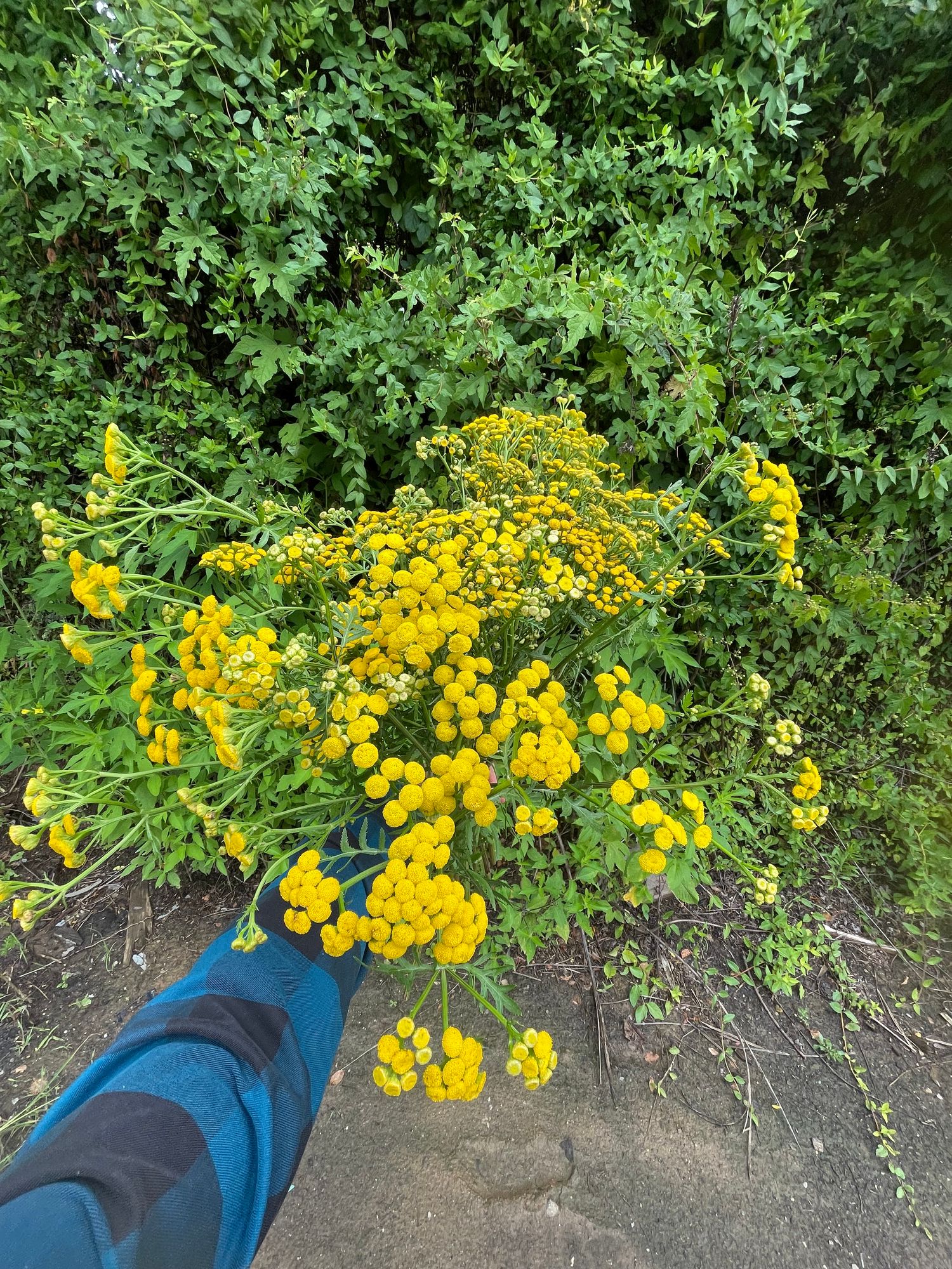 TANACETUM vulgare