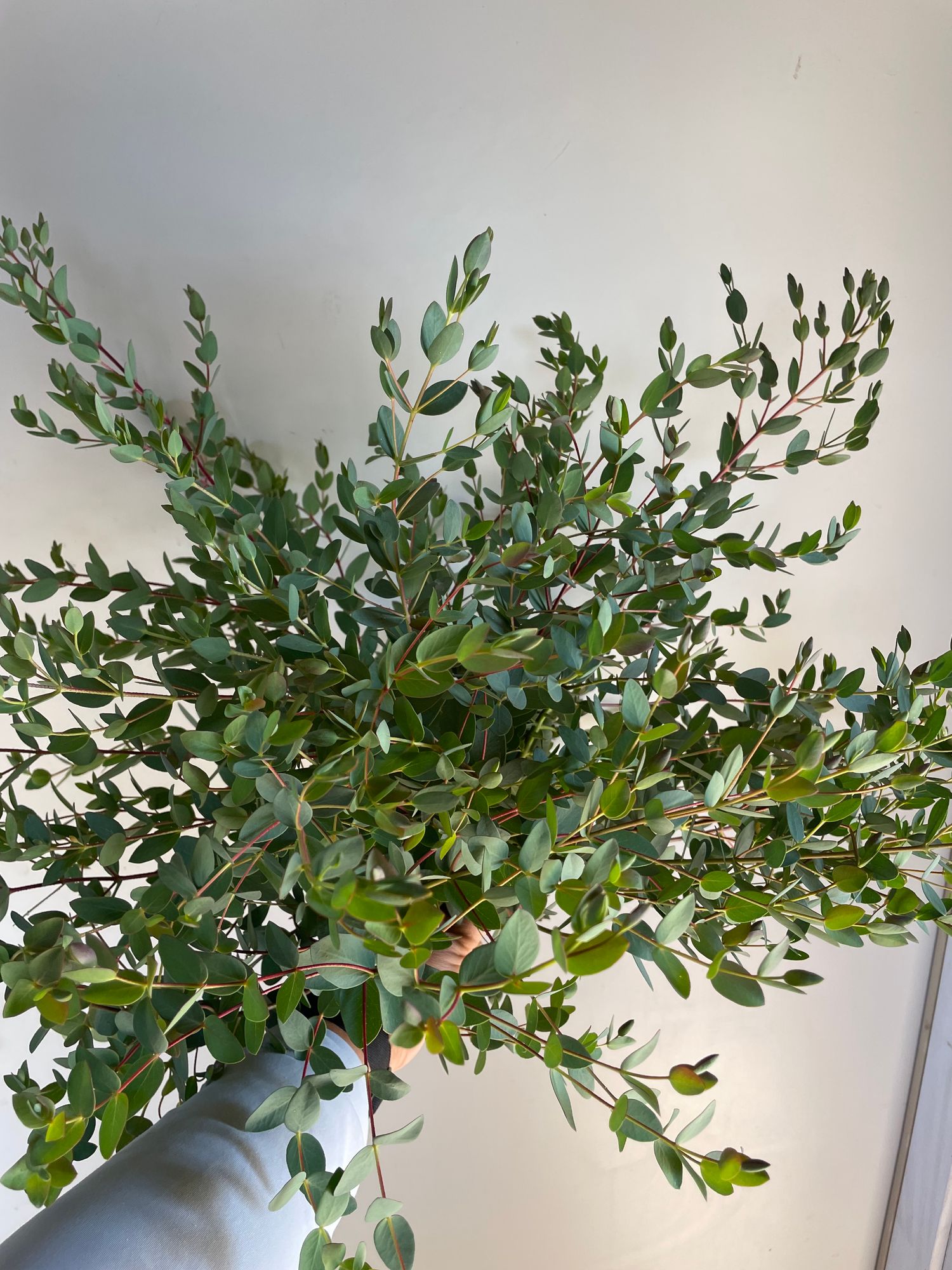 EUCALYPTUS parvula