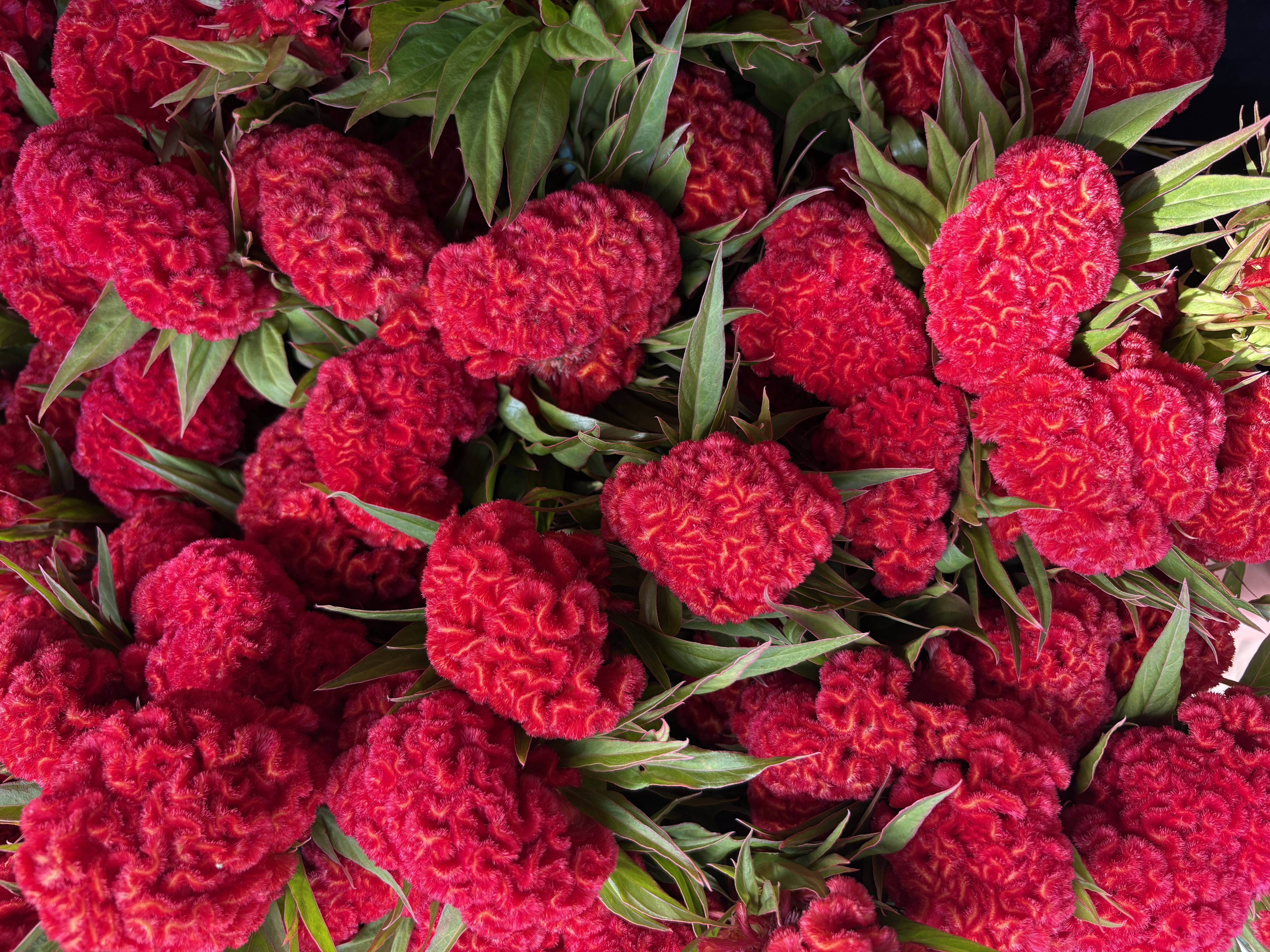CELOSIA argentea var. cristata Kurume