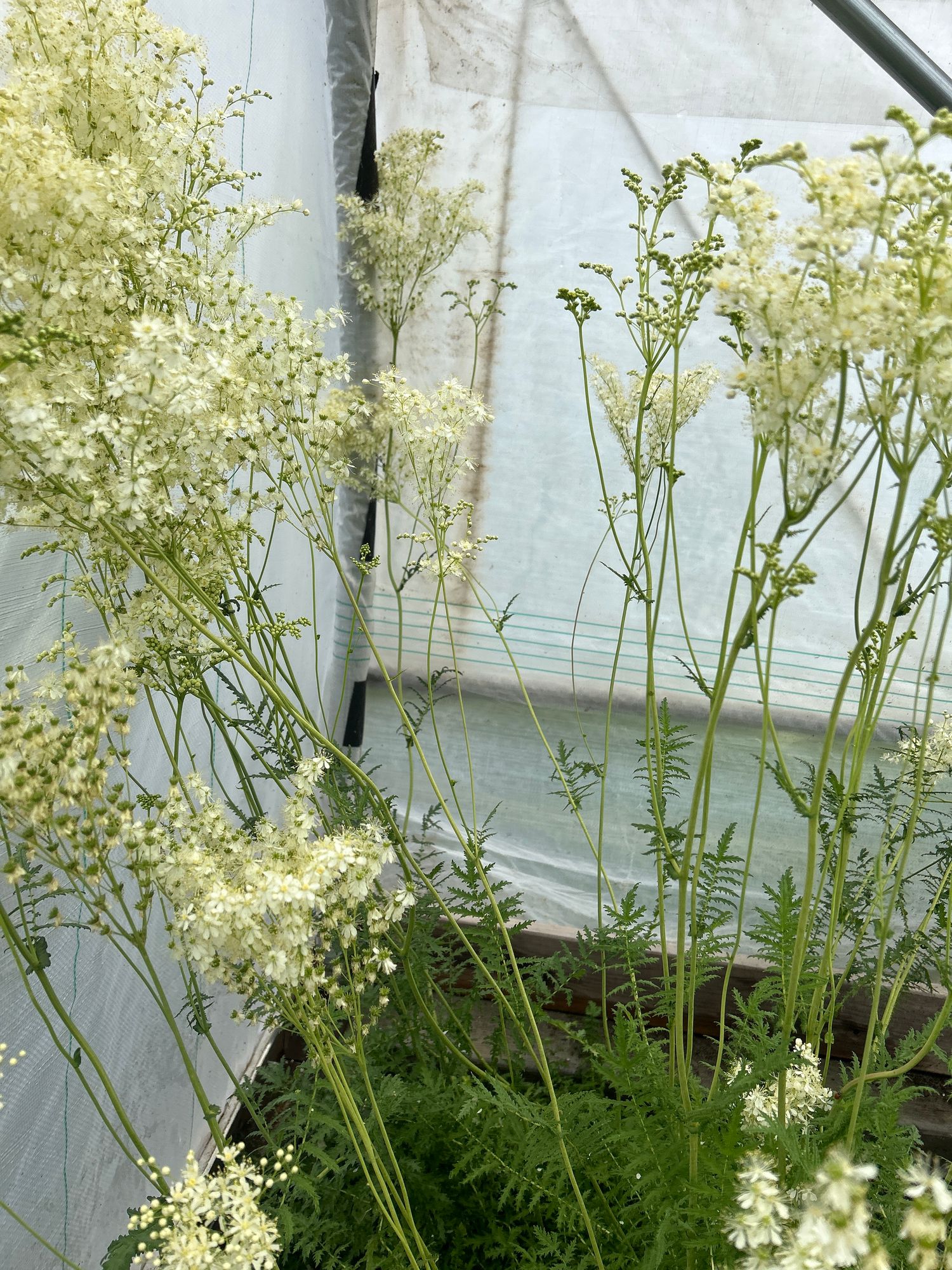 FILIPENDULA vulgaris