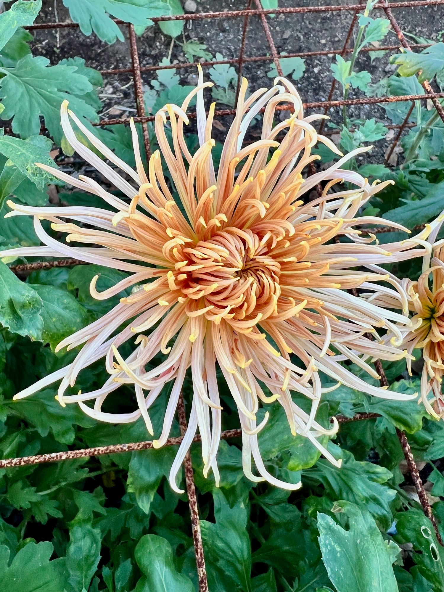 CHRYSANTHEMUM x Buff Rayonnante