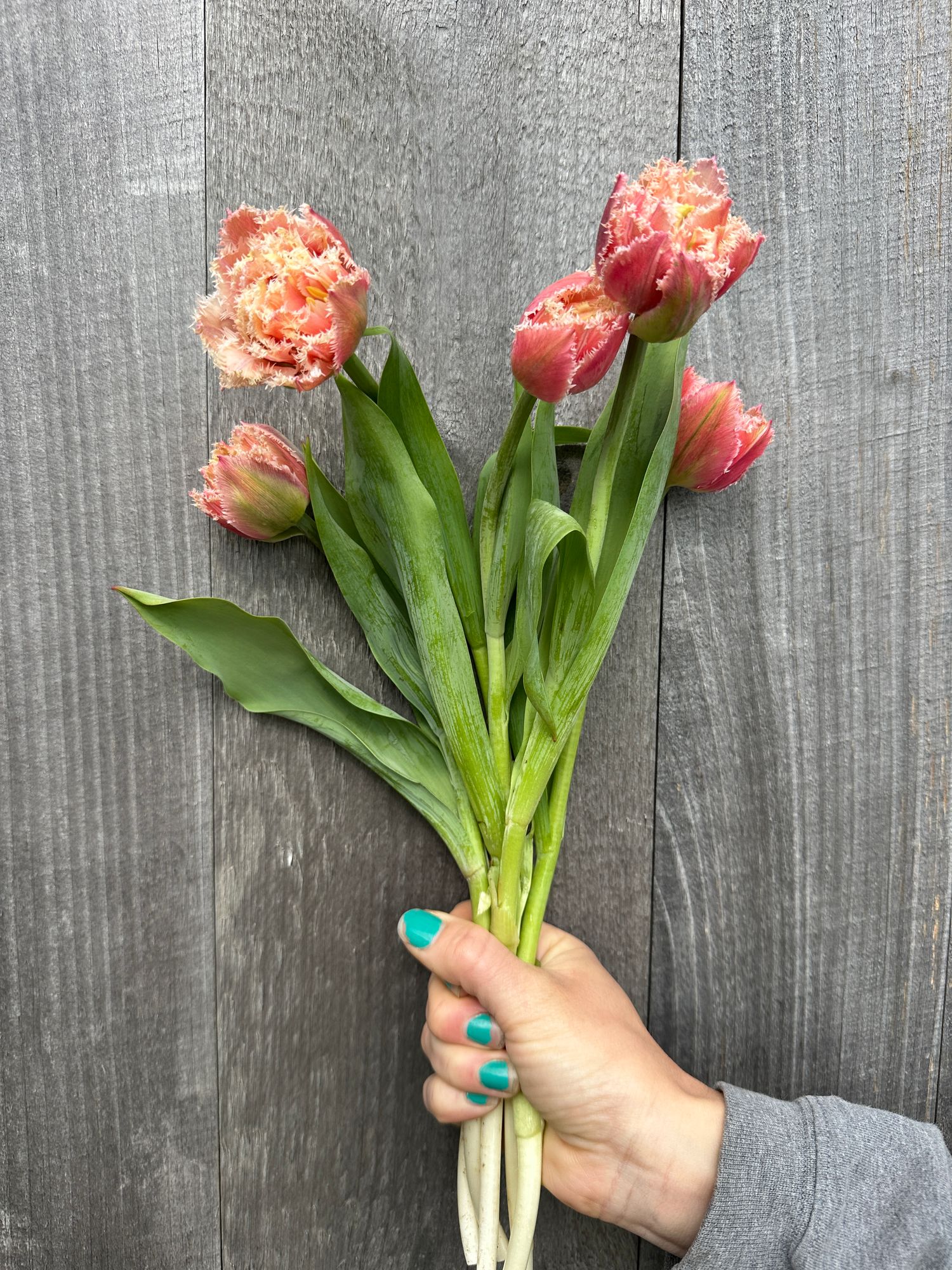 TULIPA Queensland