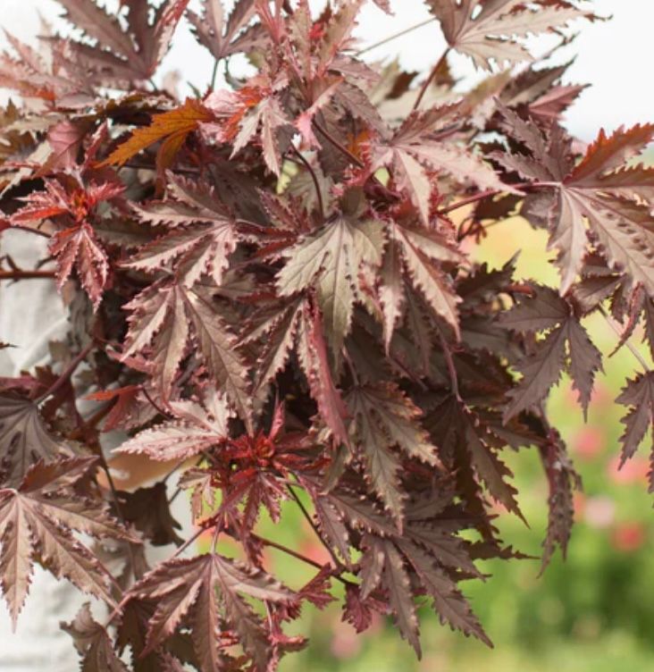 HIBISCUS acetosella