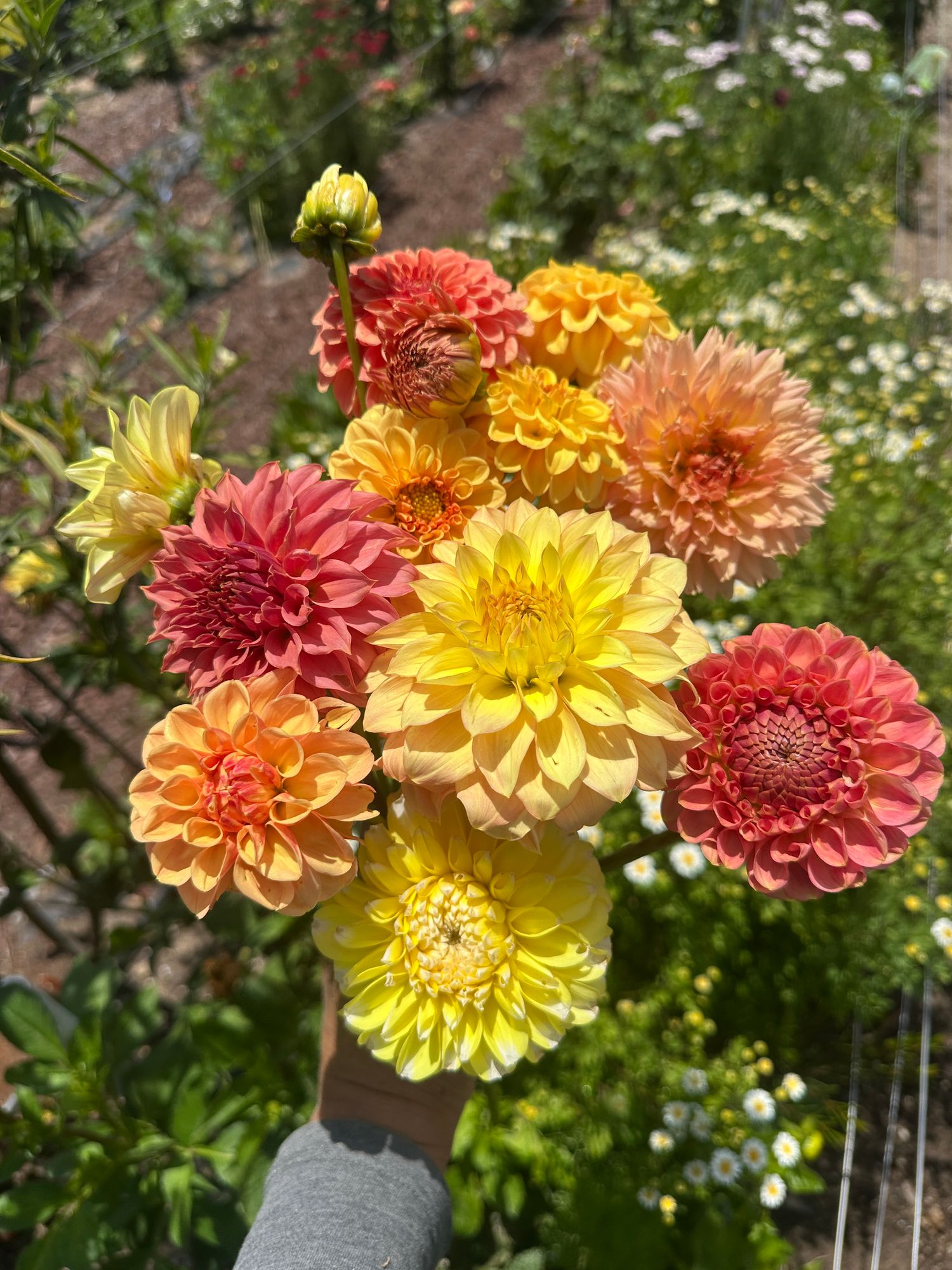 Dahlia (various colors and forms)